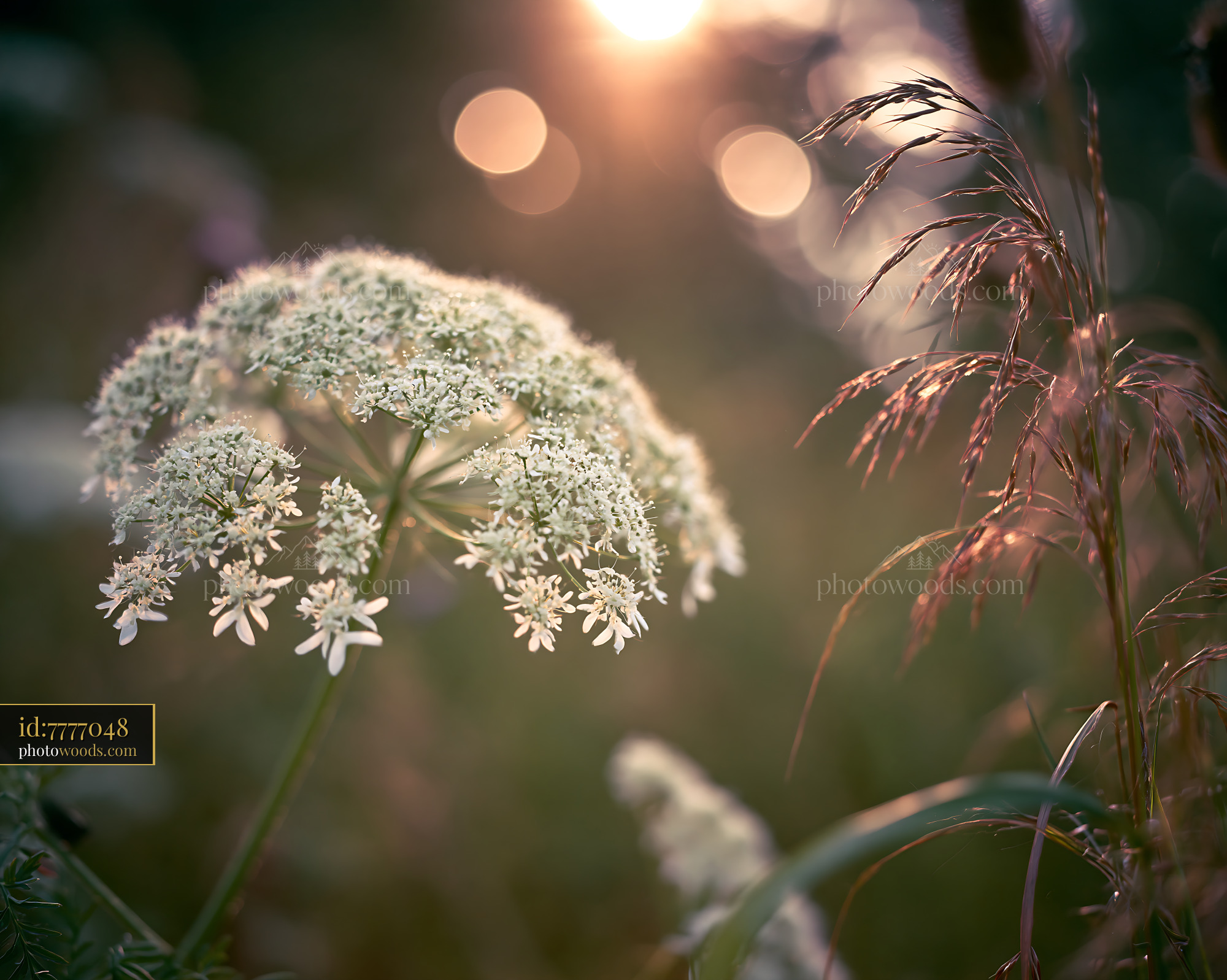 Cow Parsley Blooming in Golden Hour Light on a Sunny Meadow