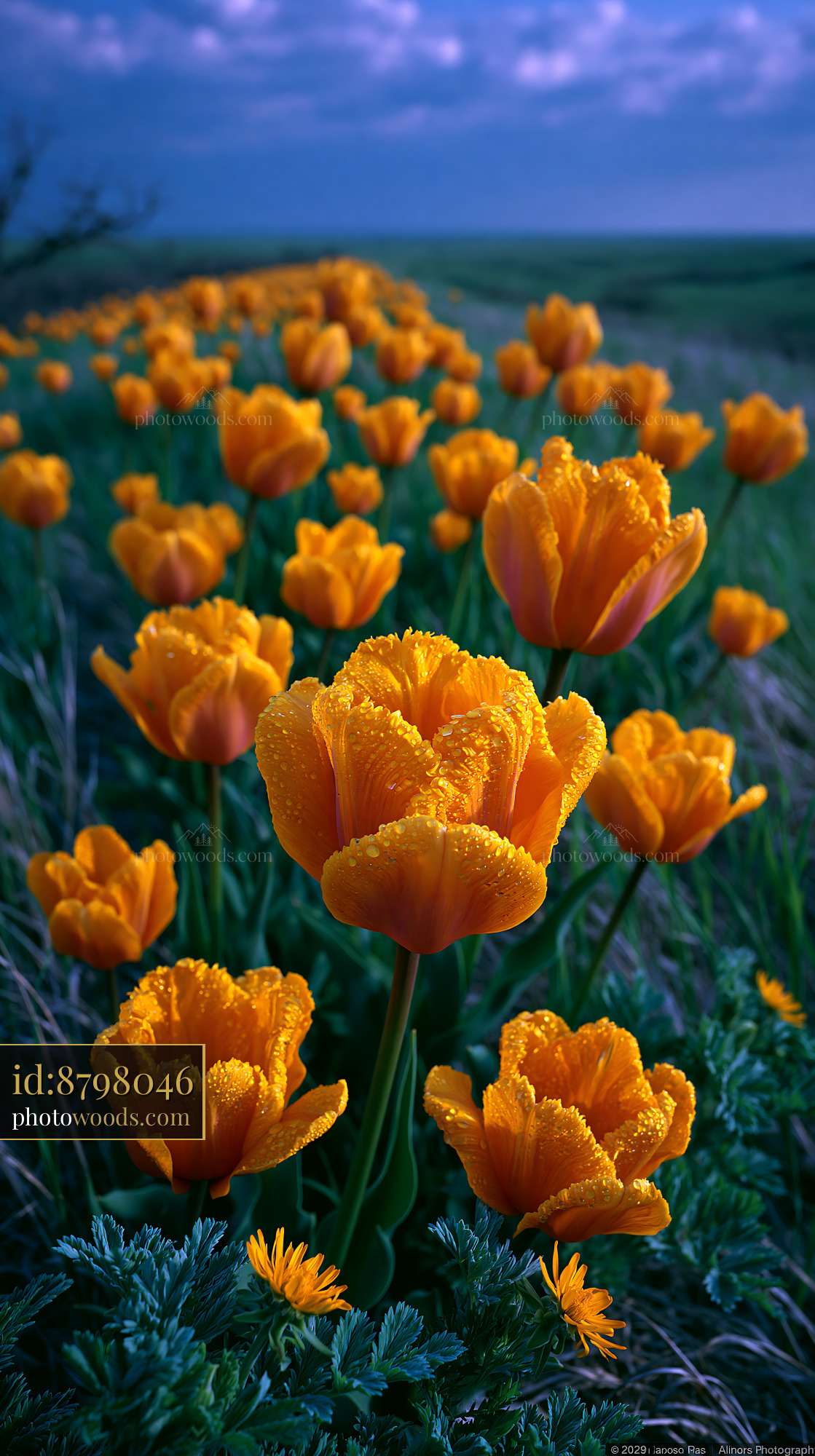 Meadow of Wild Tulips in Spring Under Cloudy Sky