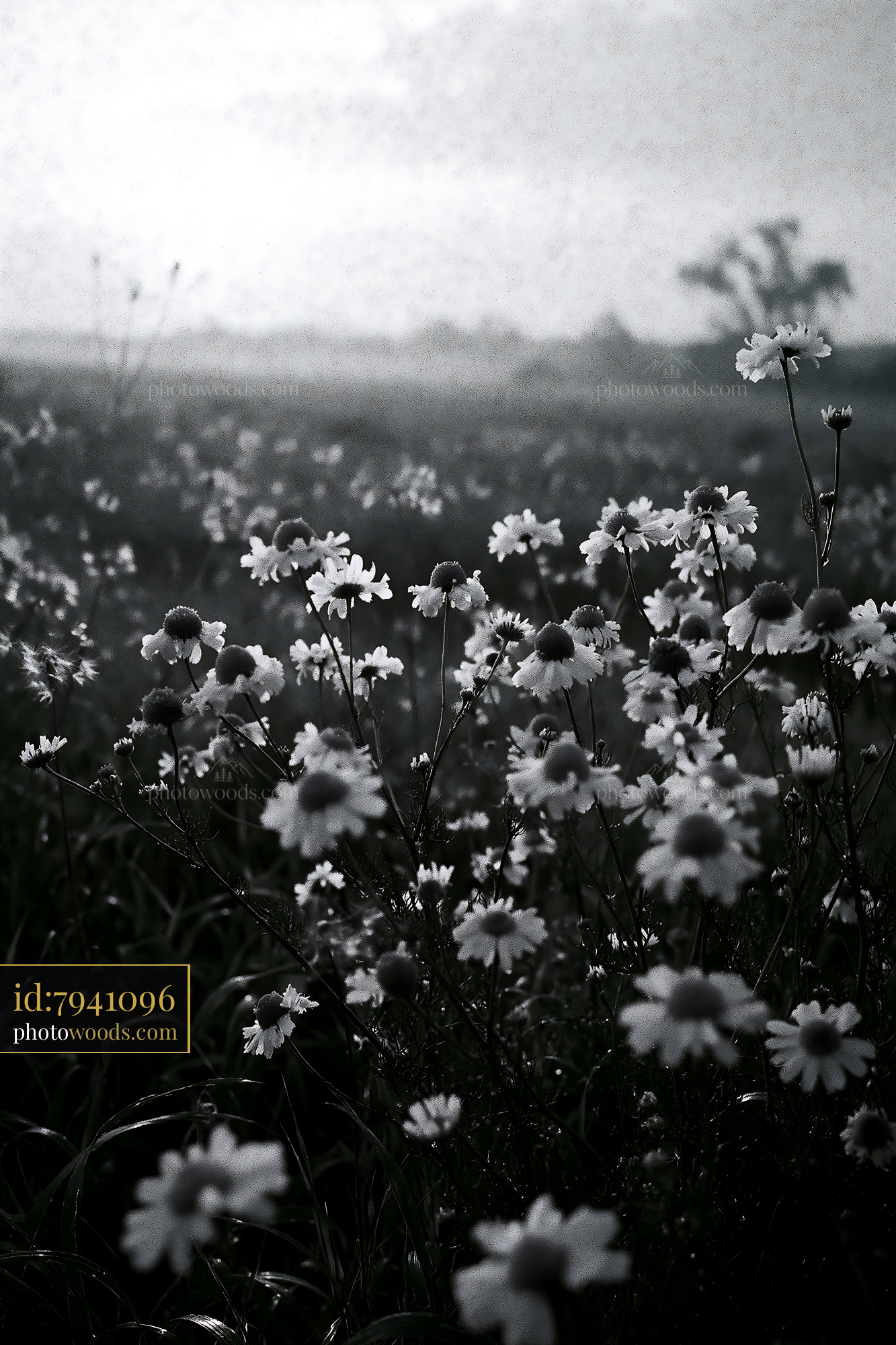 Chamomile Wildflowers Blooming in a Meadow at Golden Hour