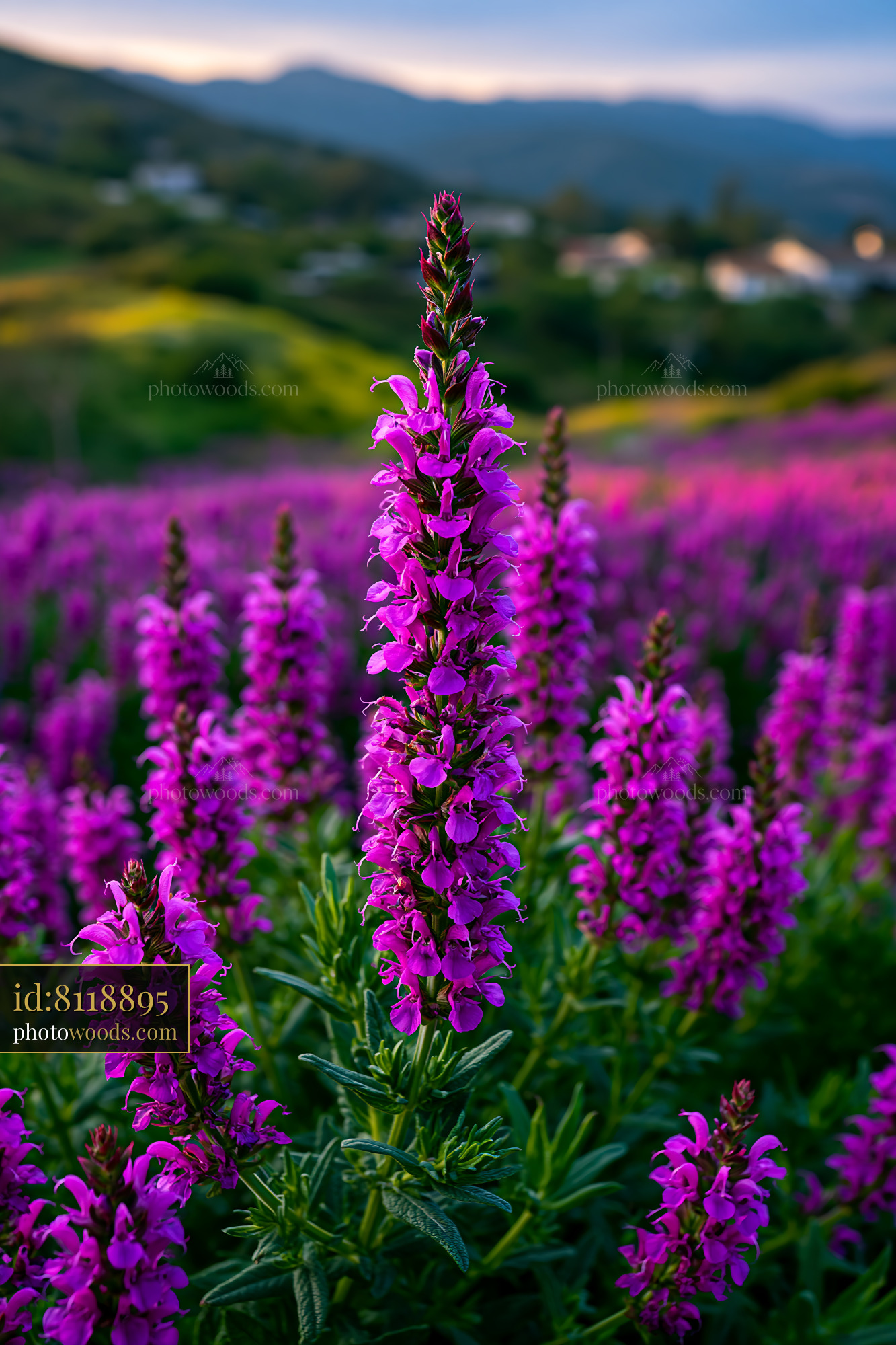Purple Flowers Bloom in a Field Surrounded by Green Hills