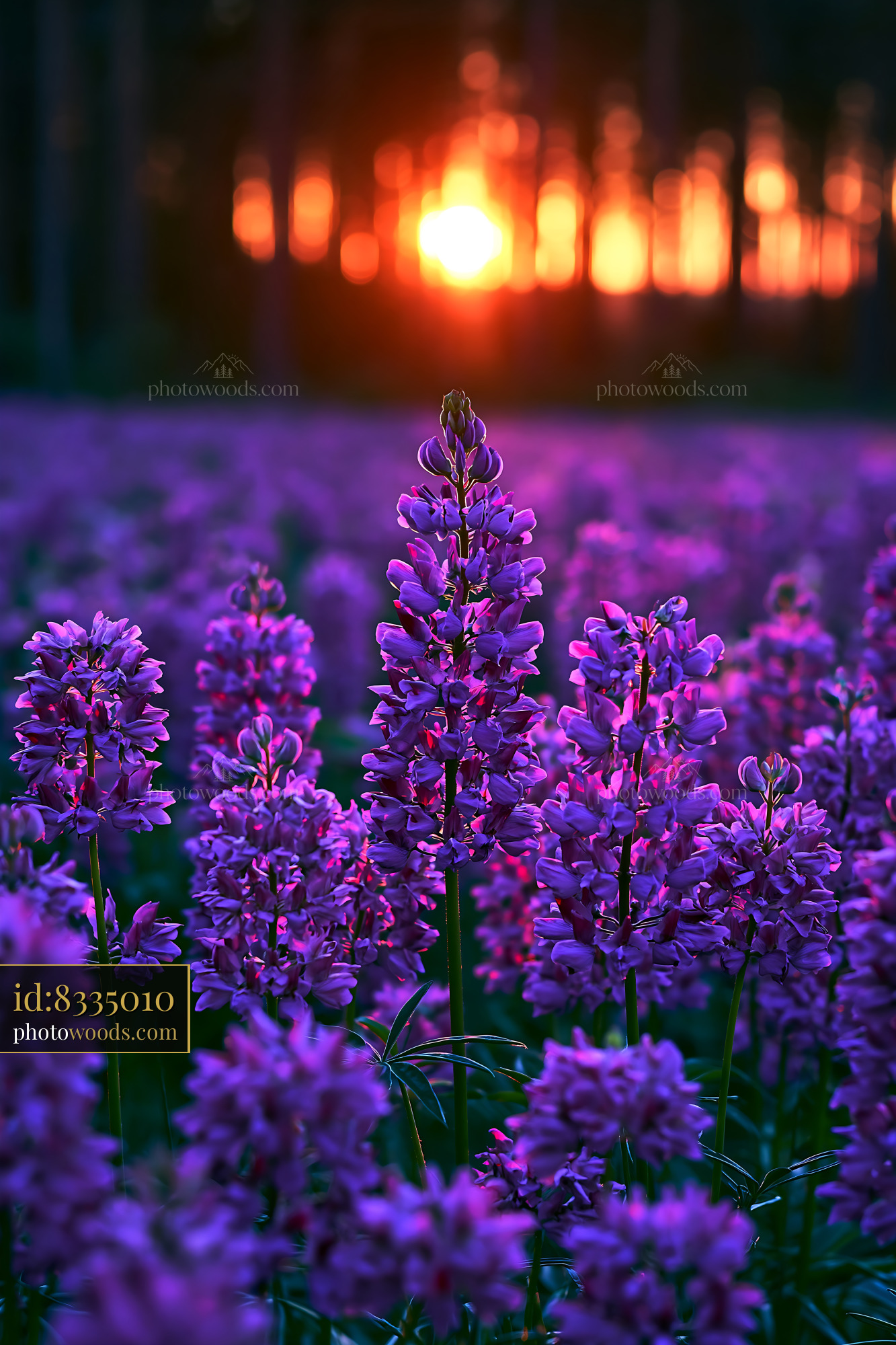 Purple Flowers Bloom at Sunset in the Forest Field