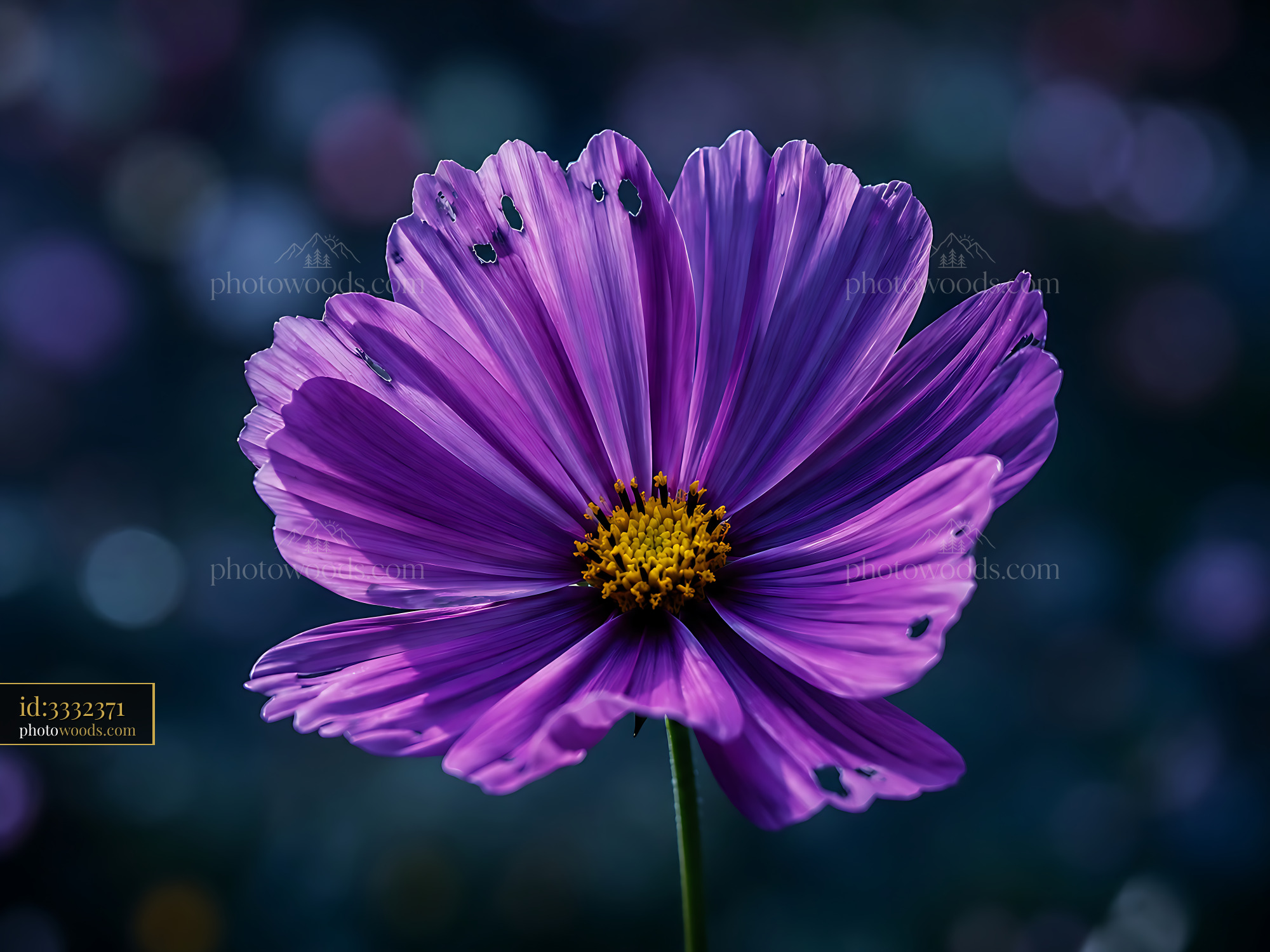 Flower Blooms With Purple Petals and Yellow Center in Sunlight