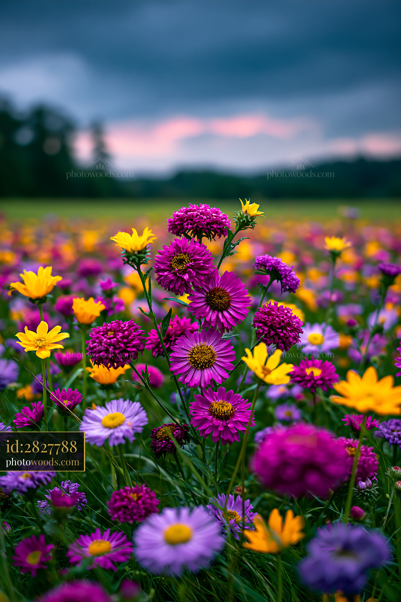 Wildflowers in Bloom at Twilight Over a Vibrant Meadow