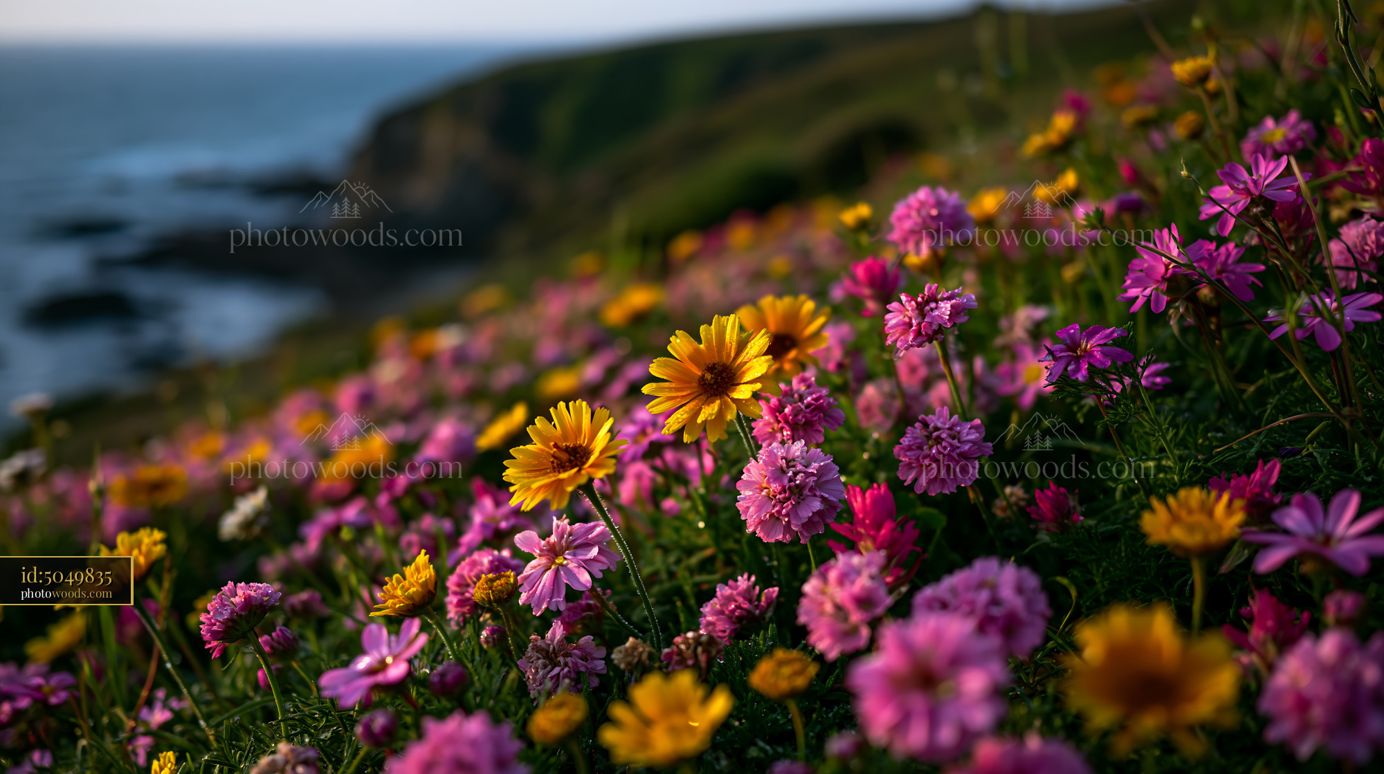 Wildflowers Blooming Along the Coastal Shoreline in Springtime