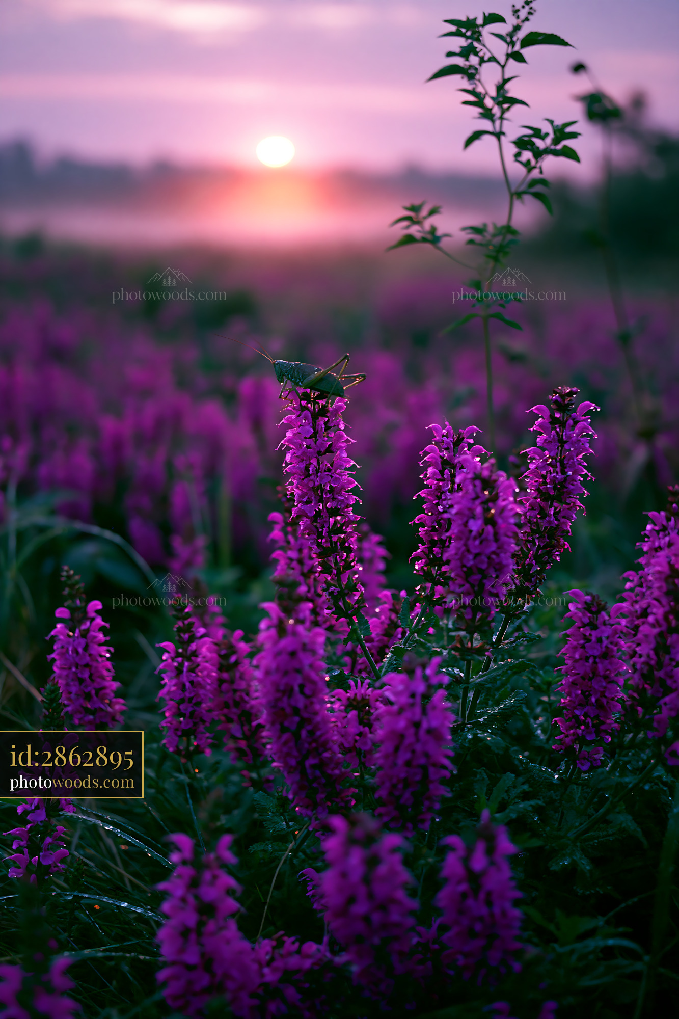 Meadow Sage Flowering at Dawn in a Purple Field