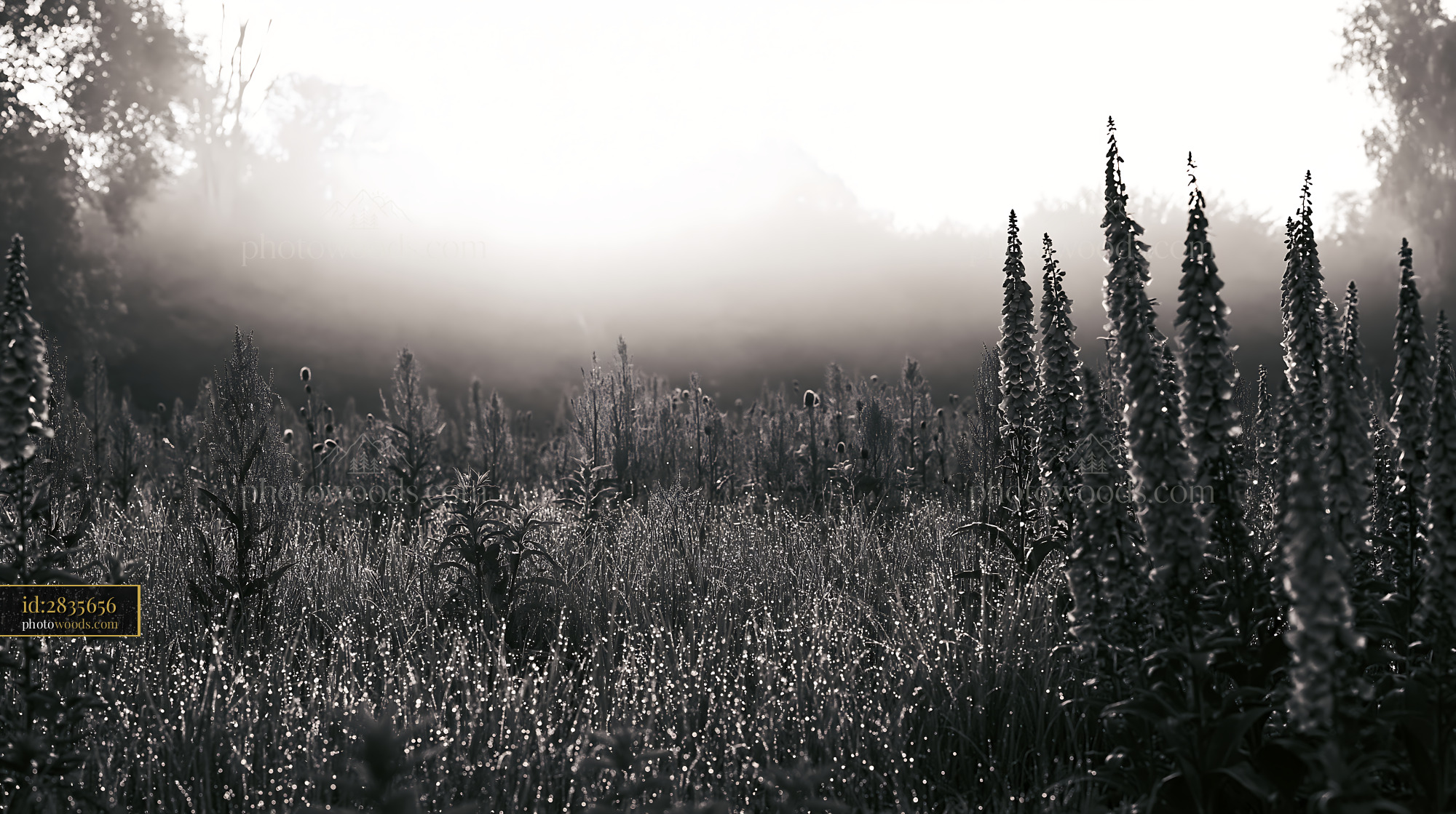 Cornflower Field at Dawn in a Misty Alpine Meadow