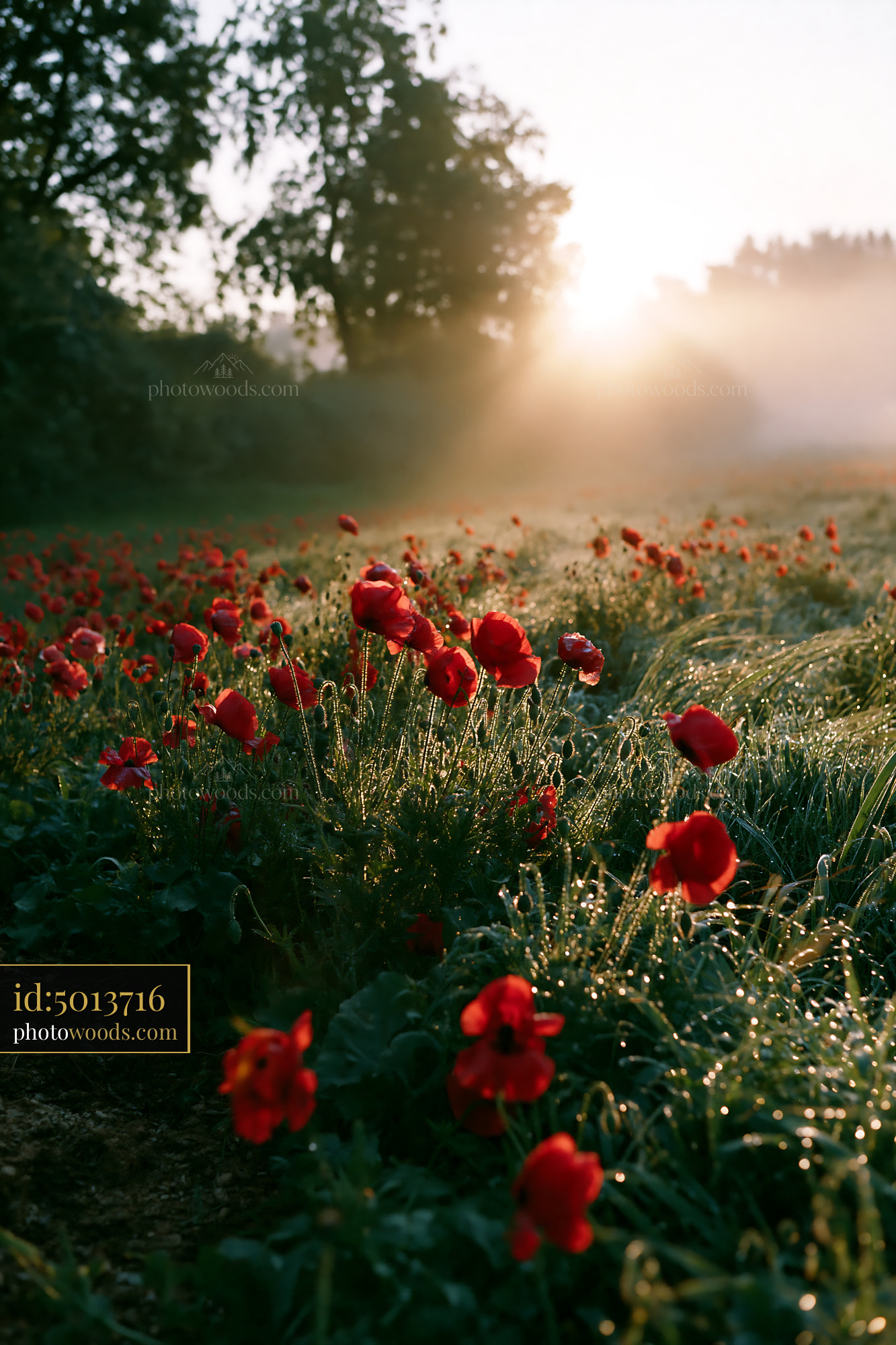 Poppy Flowers Blooming in Meadow at Sunrise With Dew