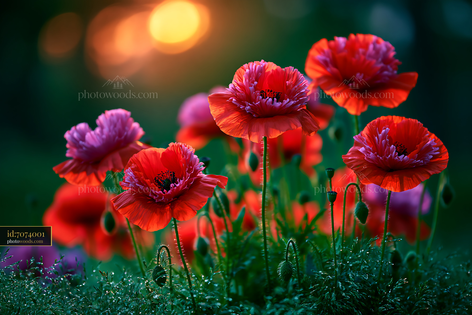 Poppies Bloom in Sunlight During Early Evening Hours