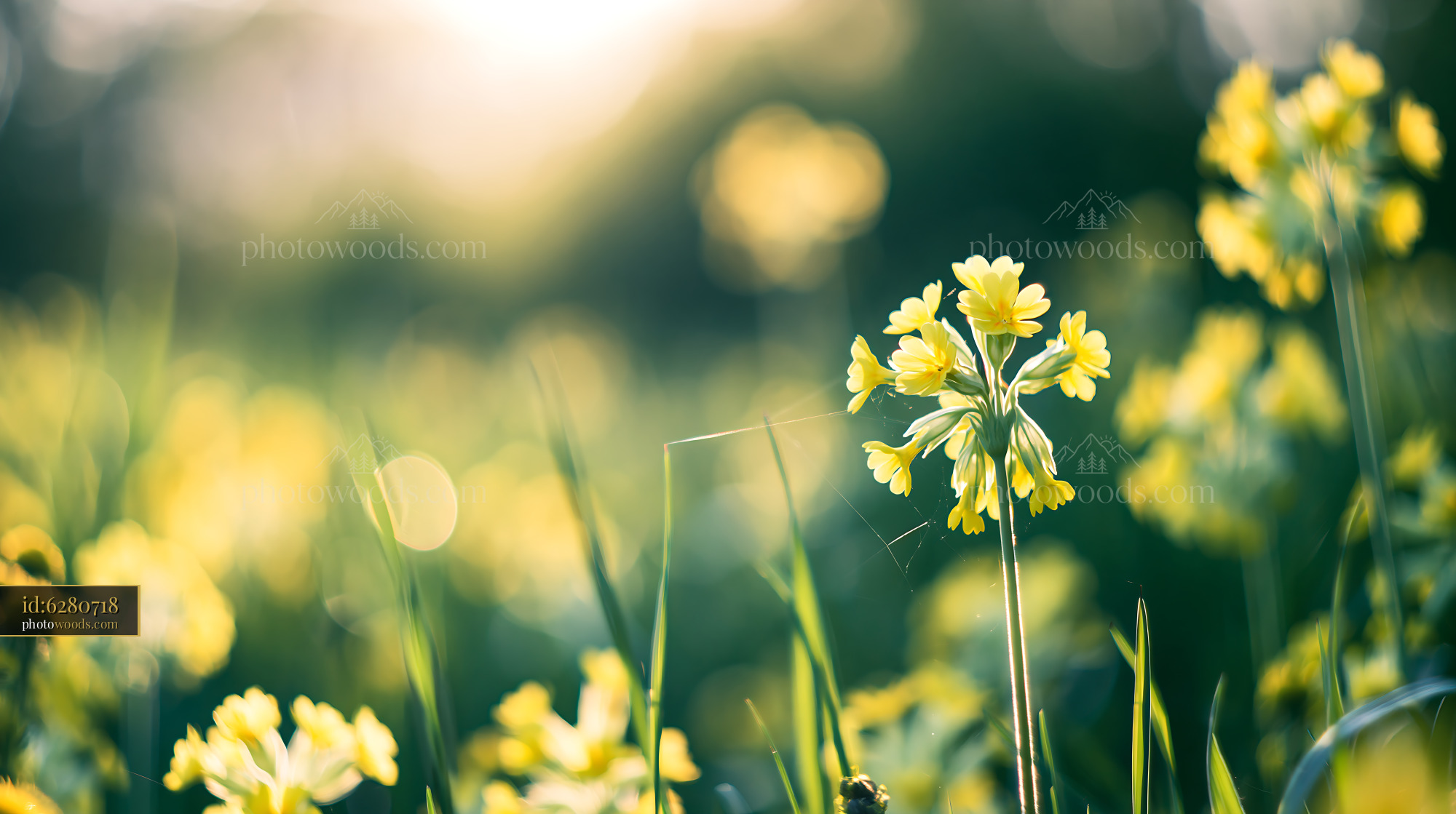 Cowslip Flowers Blooming in an Alpine Meadow During Springtime