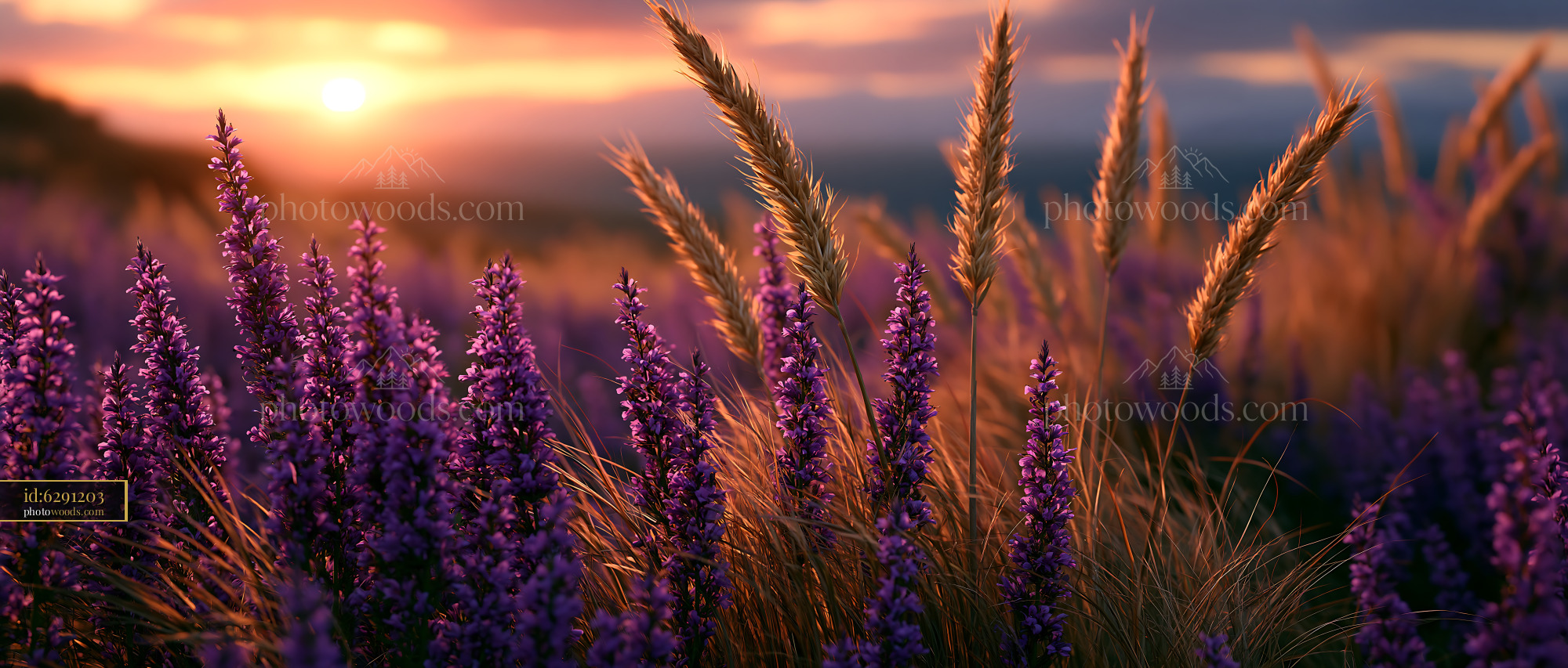 Lavender Fields Bloom at Sunset Creating Colorful Scenery