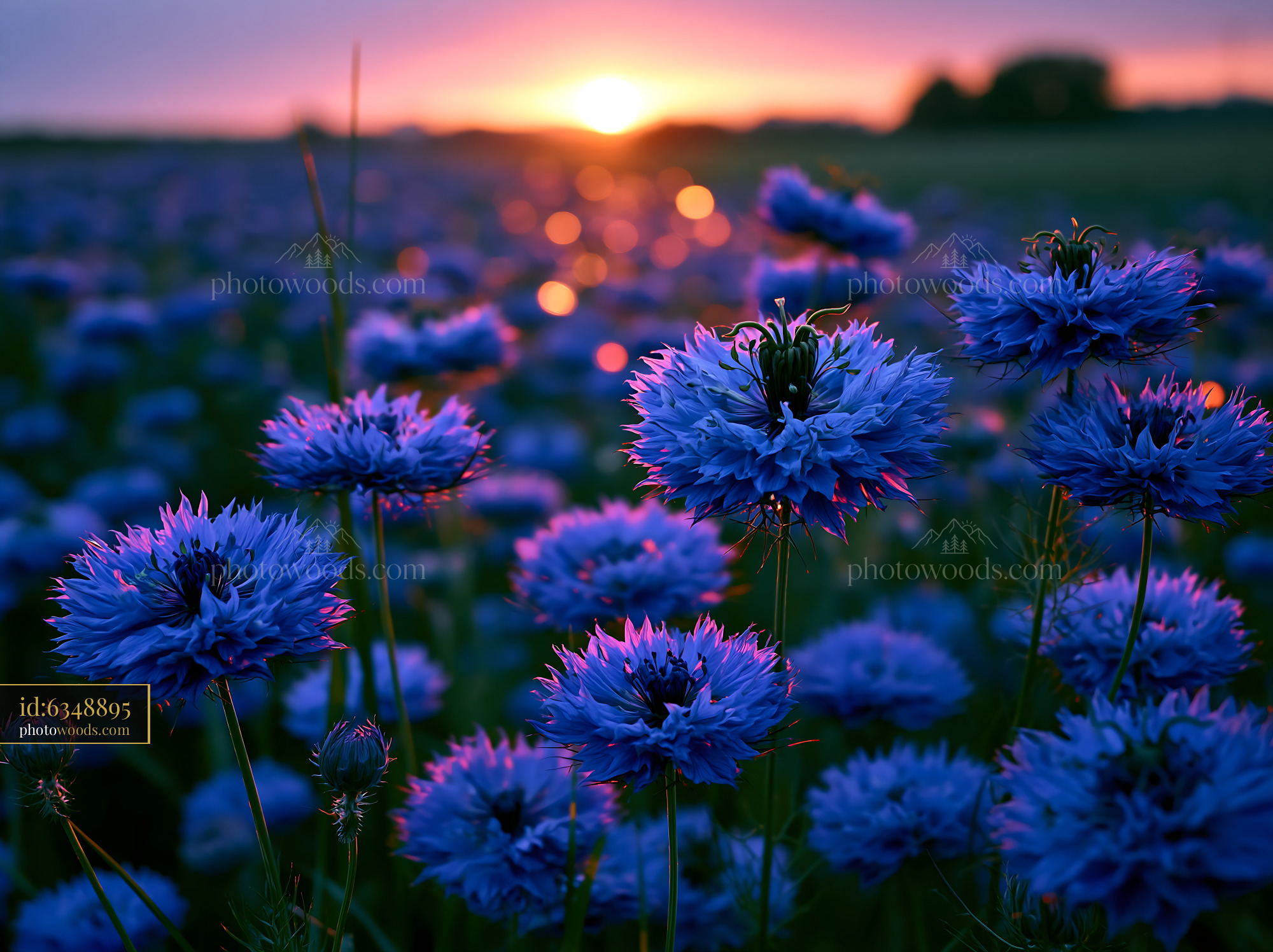 Blue Flowers Bloom in Field During Sunset With Orange Light