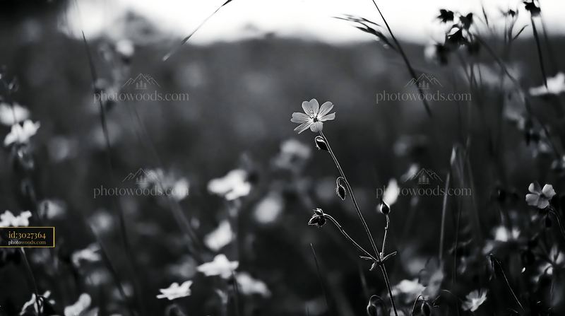 Pimpernel Wildflower Blooming in Meadow During Golden Hour