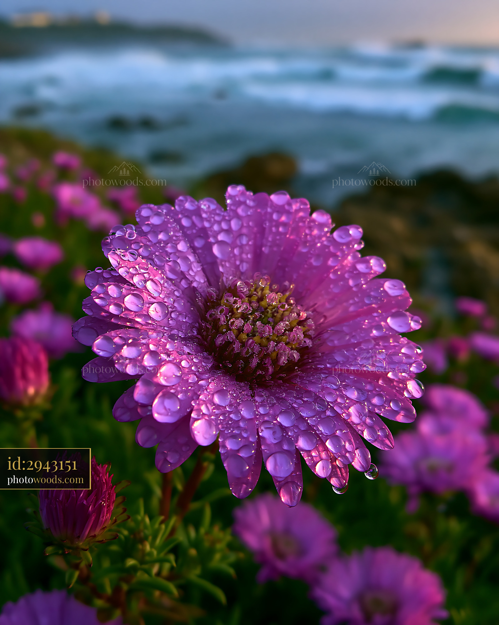 Flower Blooms With Water Droplets Against Ocean Backdrop