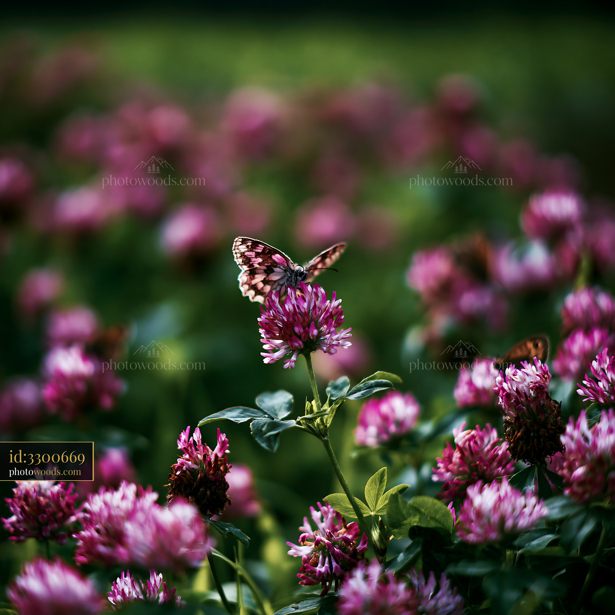 Clover Flowers With Butterfly in Meadow During Spring