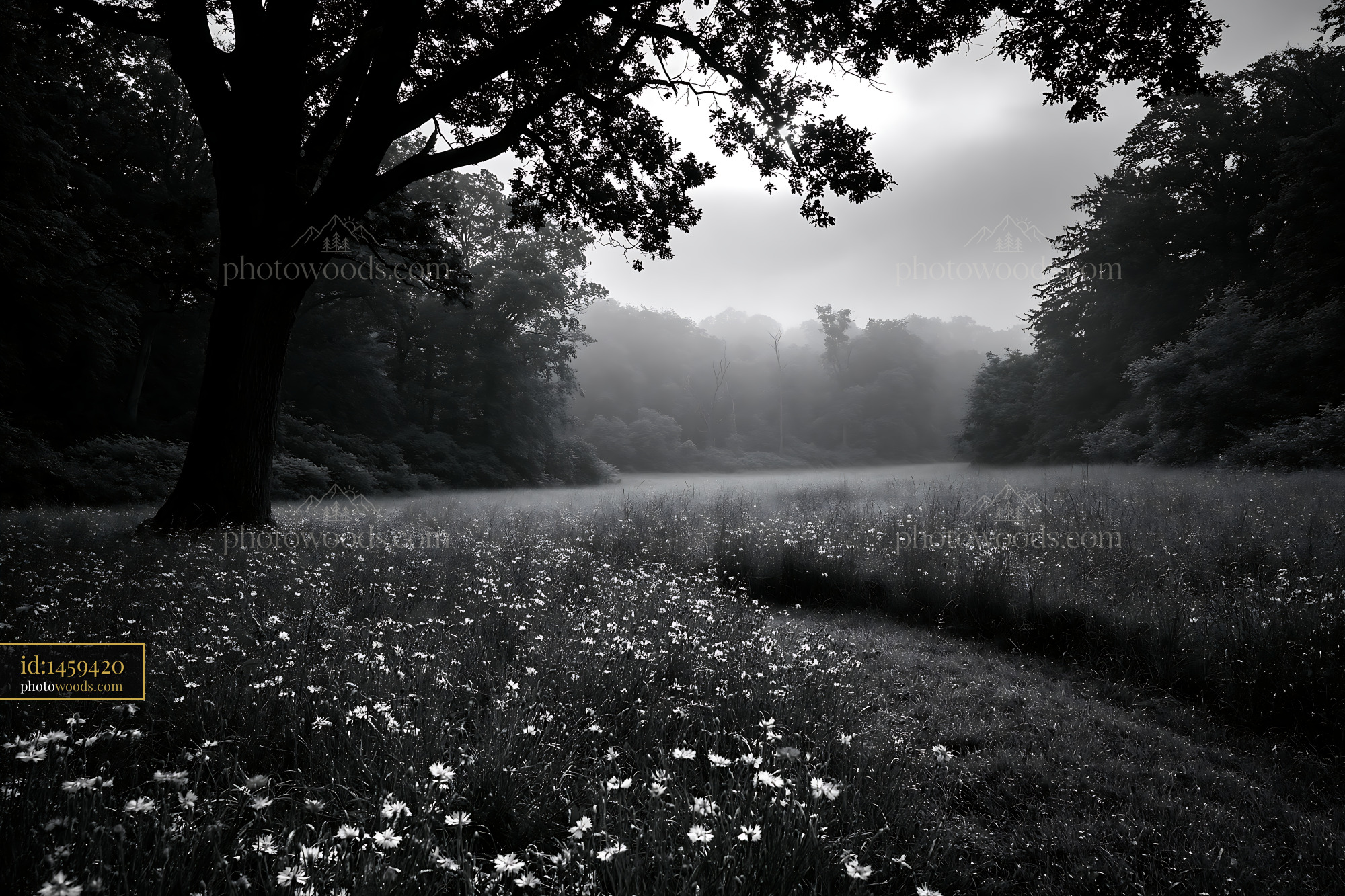Cornflower Blooming in Meadow With Mist and Trees