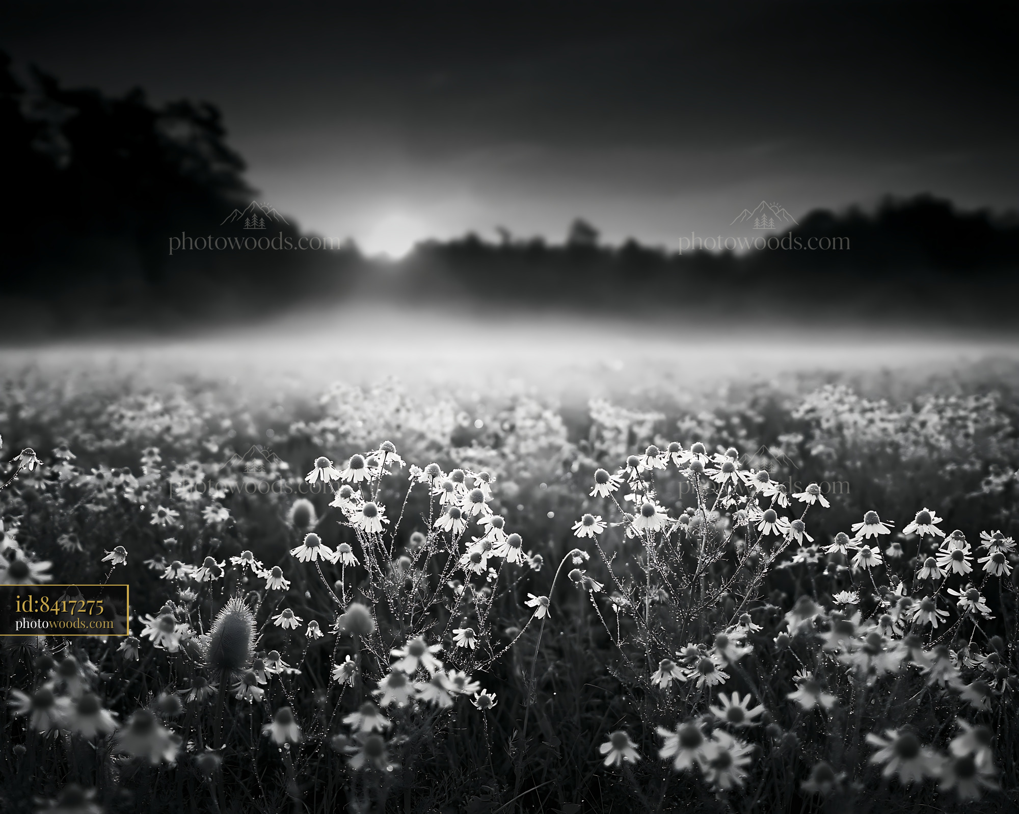 Chamomile Wildflower Field at Dawn, Soft Light and Mist