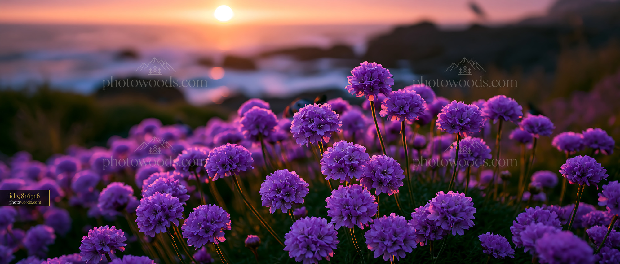 Purple Flowers Bloom by the Ocean at Sunset Near the Rocks