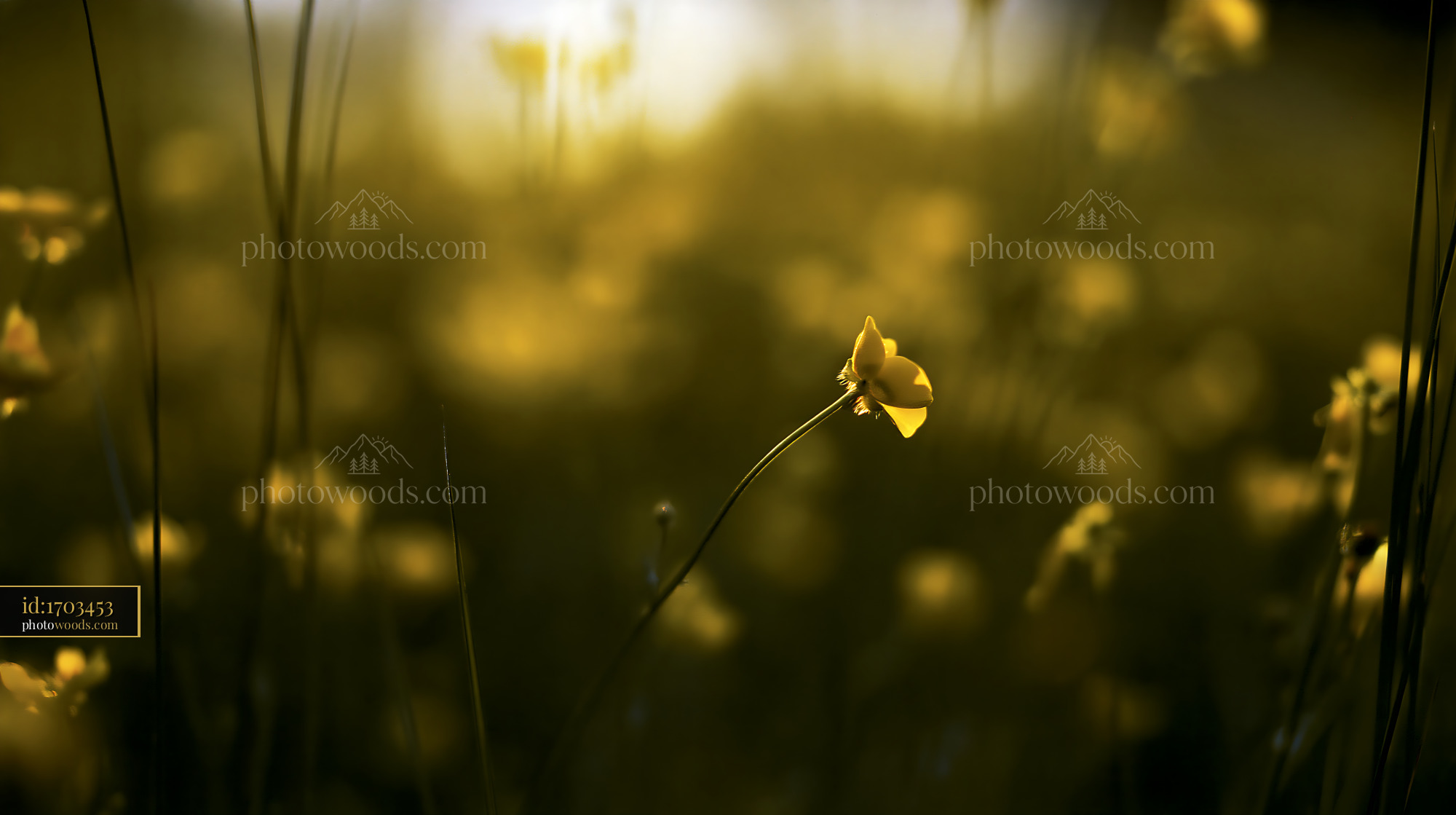 Buttercup Flower Blooming in Meadow With Soft Light
