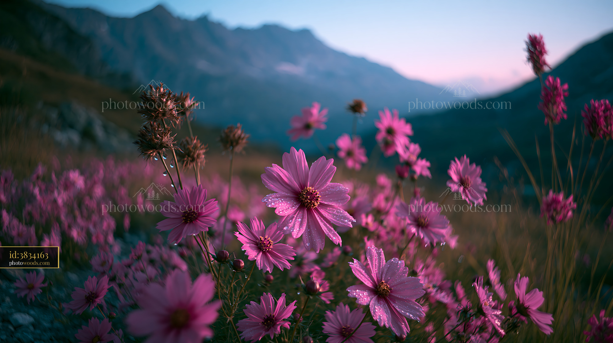 Wildflowers in Alpine Meadow at Dusk Near Mountain Range