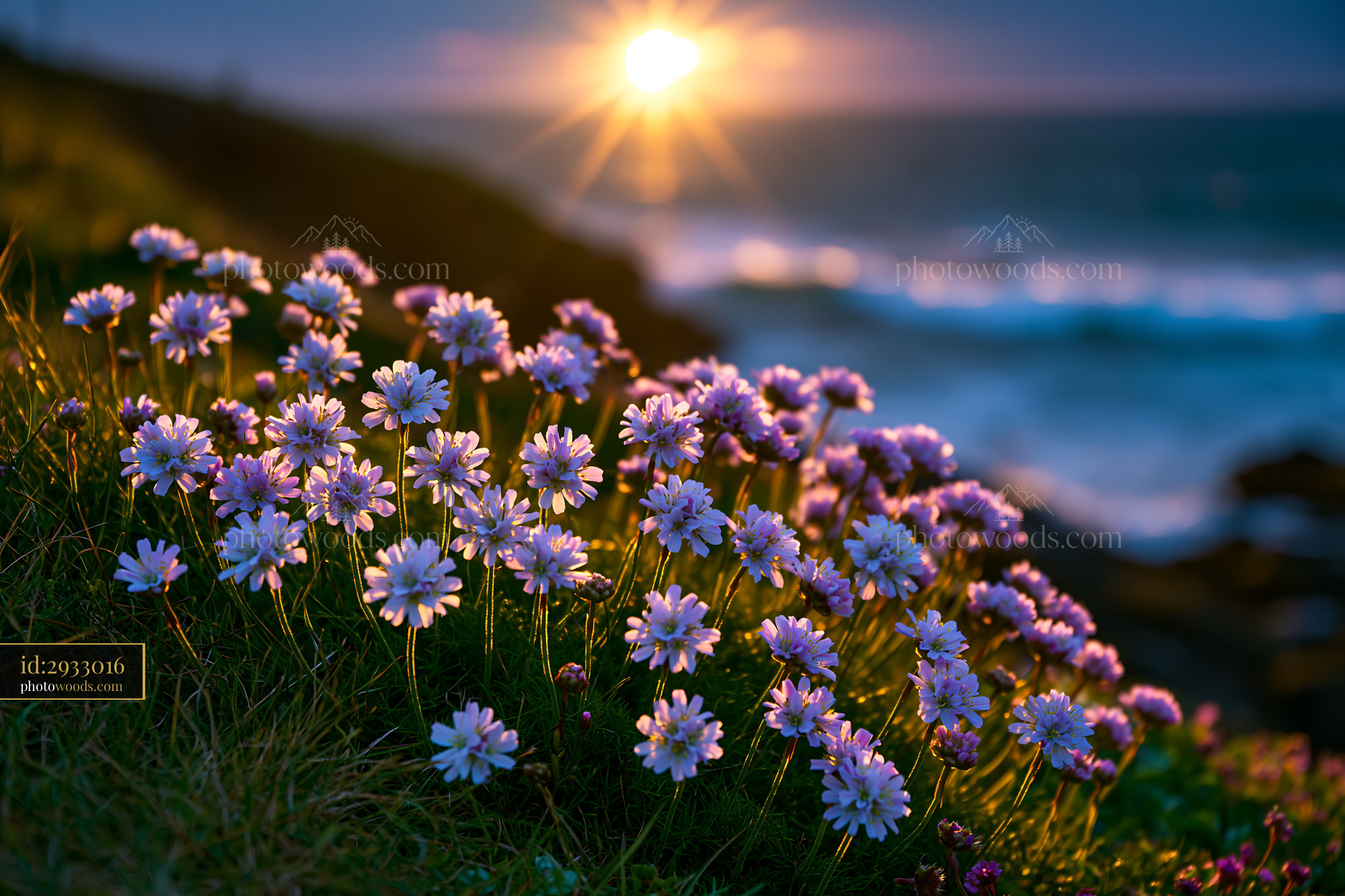 Flowers Bloom on Grass Near Ocean During Sunset in the Evening