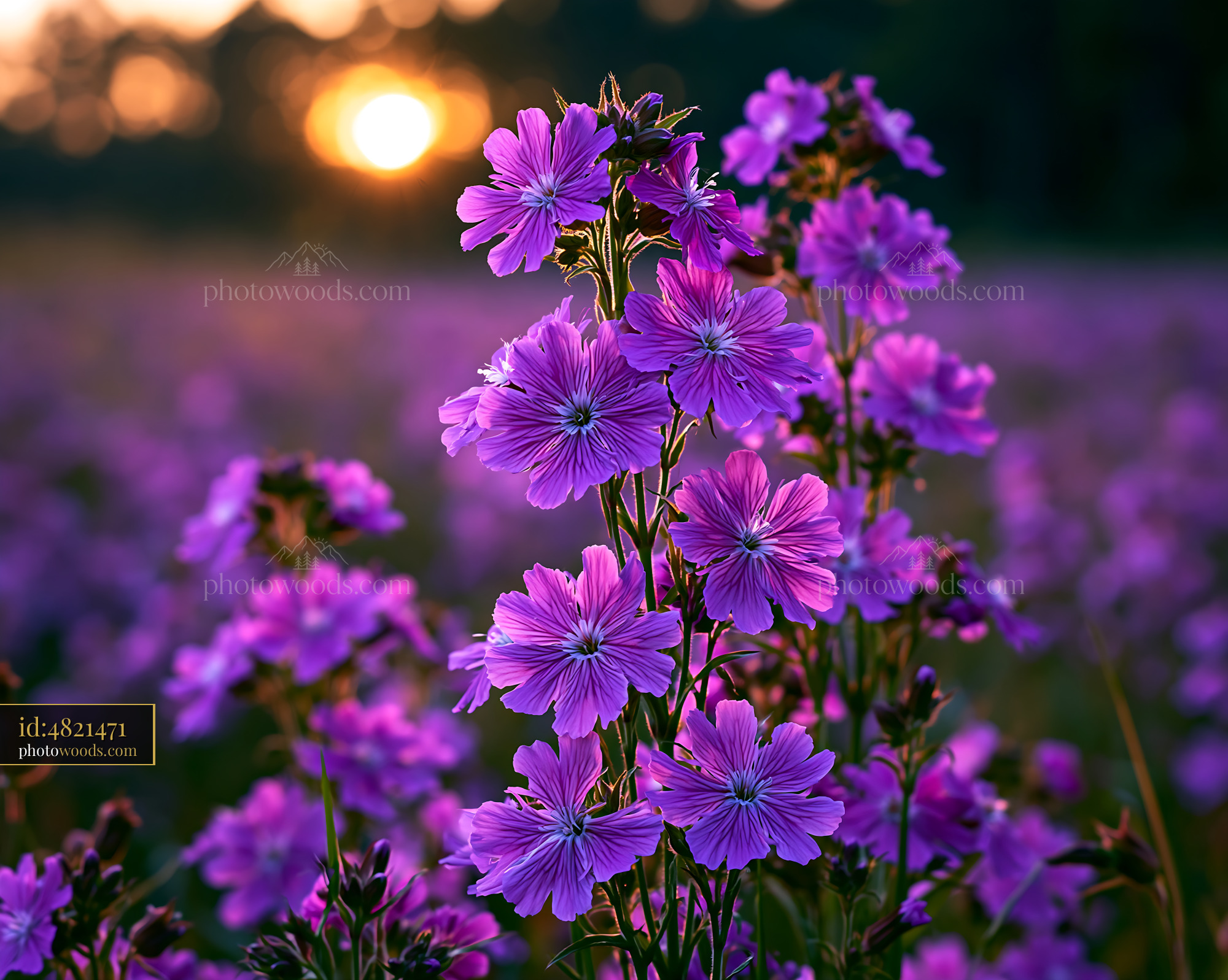 Purple Flowers Bloom During Sunset in a Field