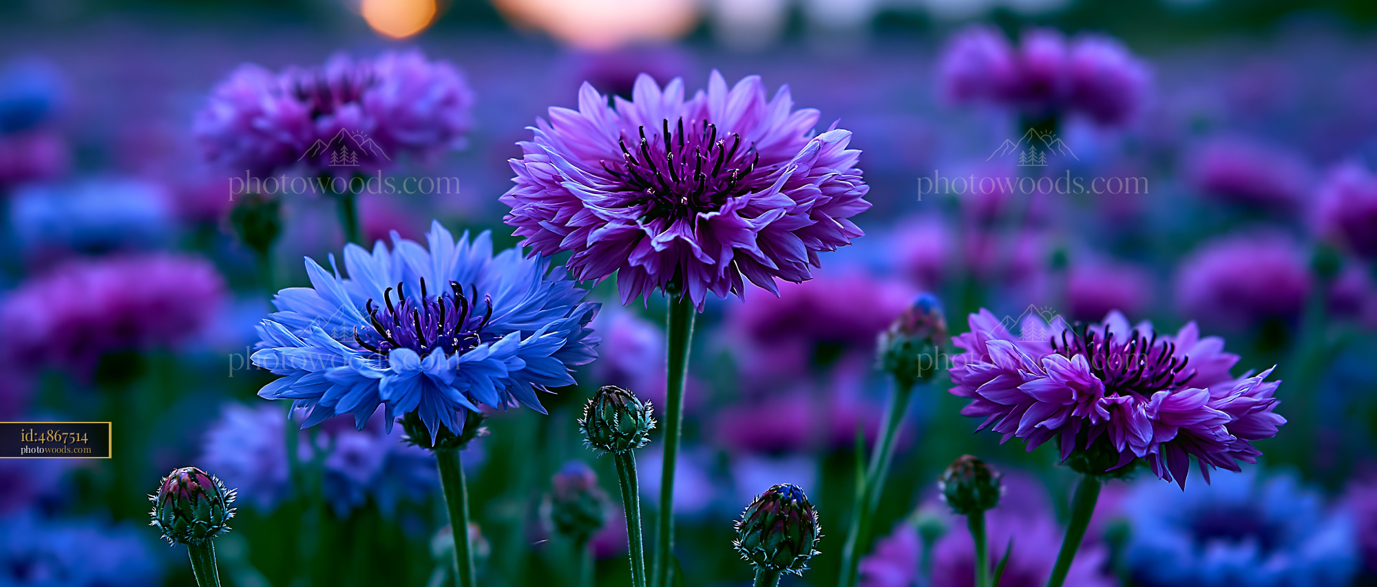 Flowers Bloom in Colorful Garden During Sunset Hours