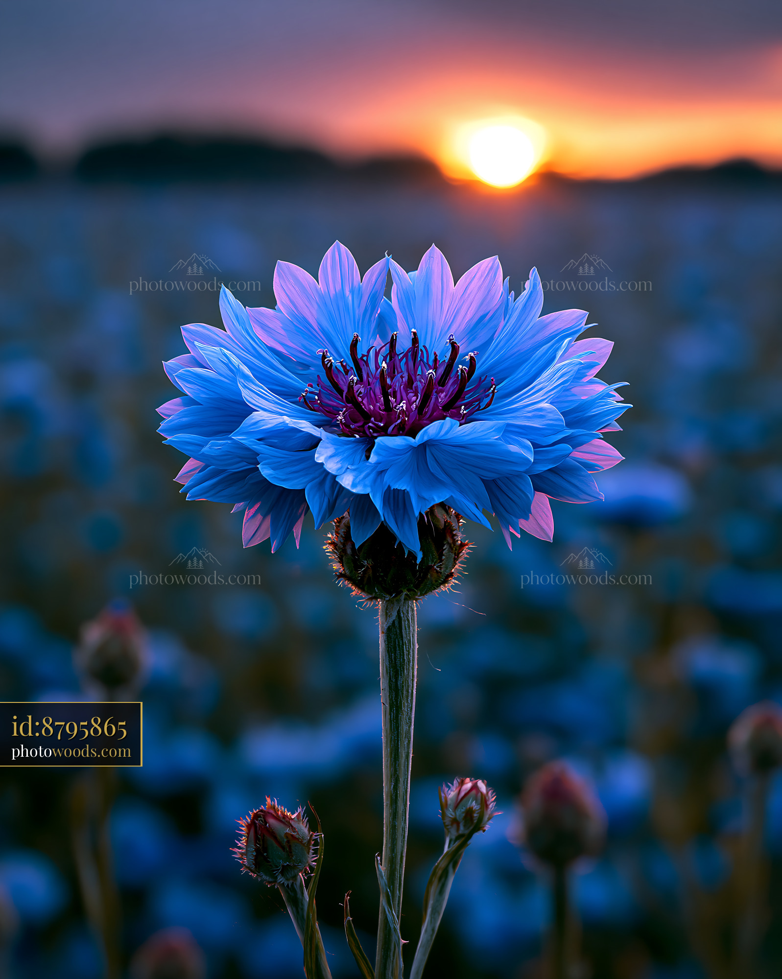 Flower Blooms at Sunset in a Field With Colorful Petals and Light