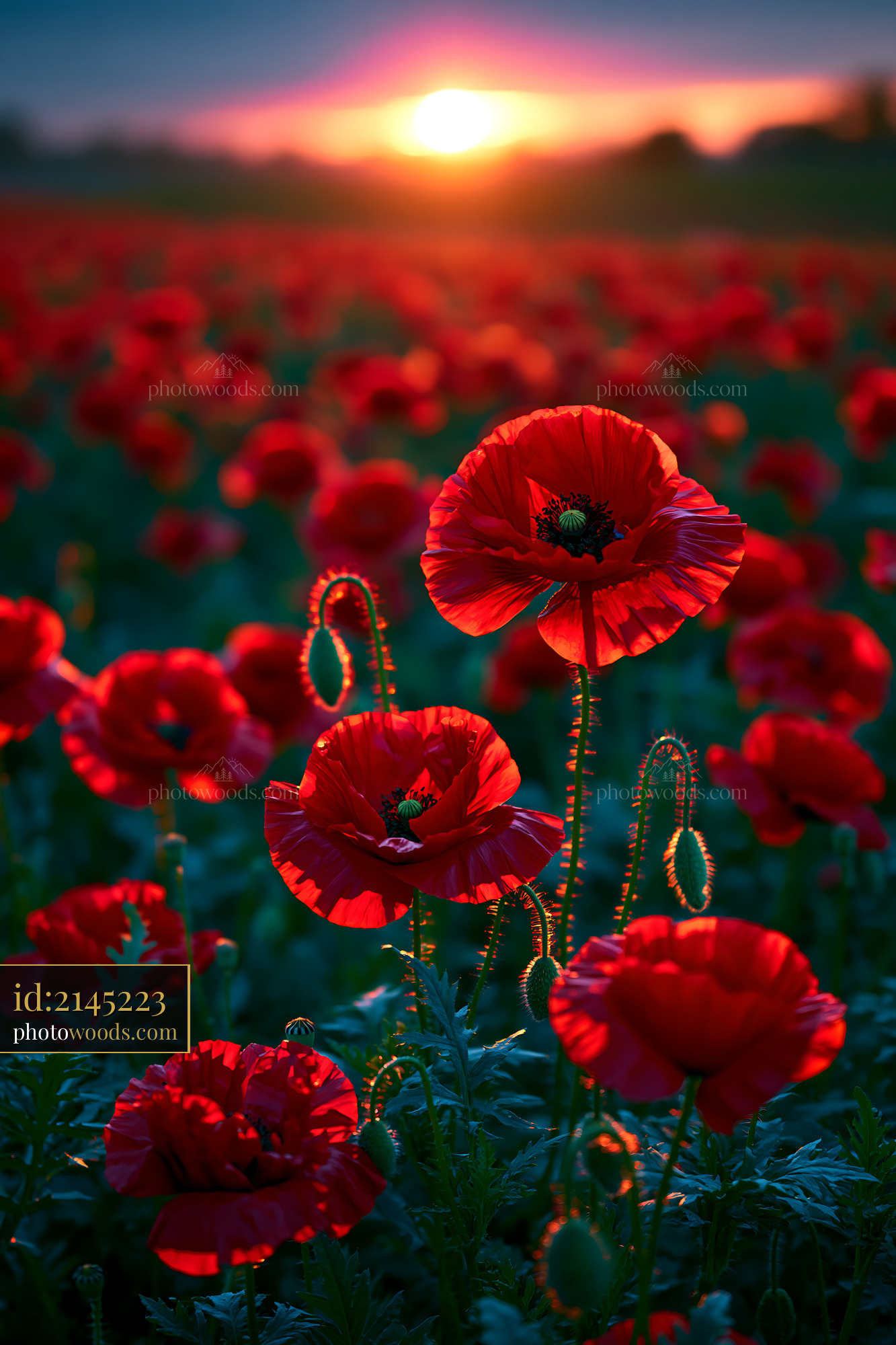 Red Poppies Bloom in Field During Sunset With Warm Light