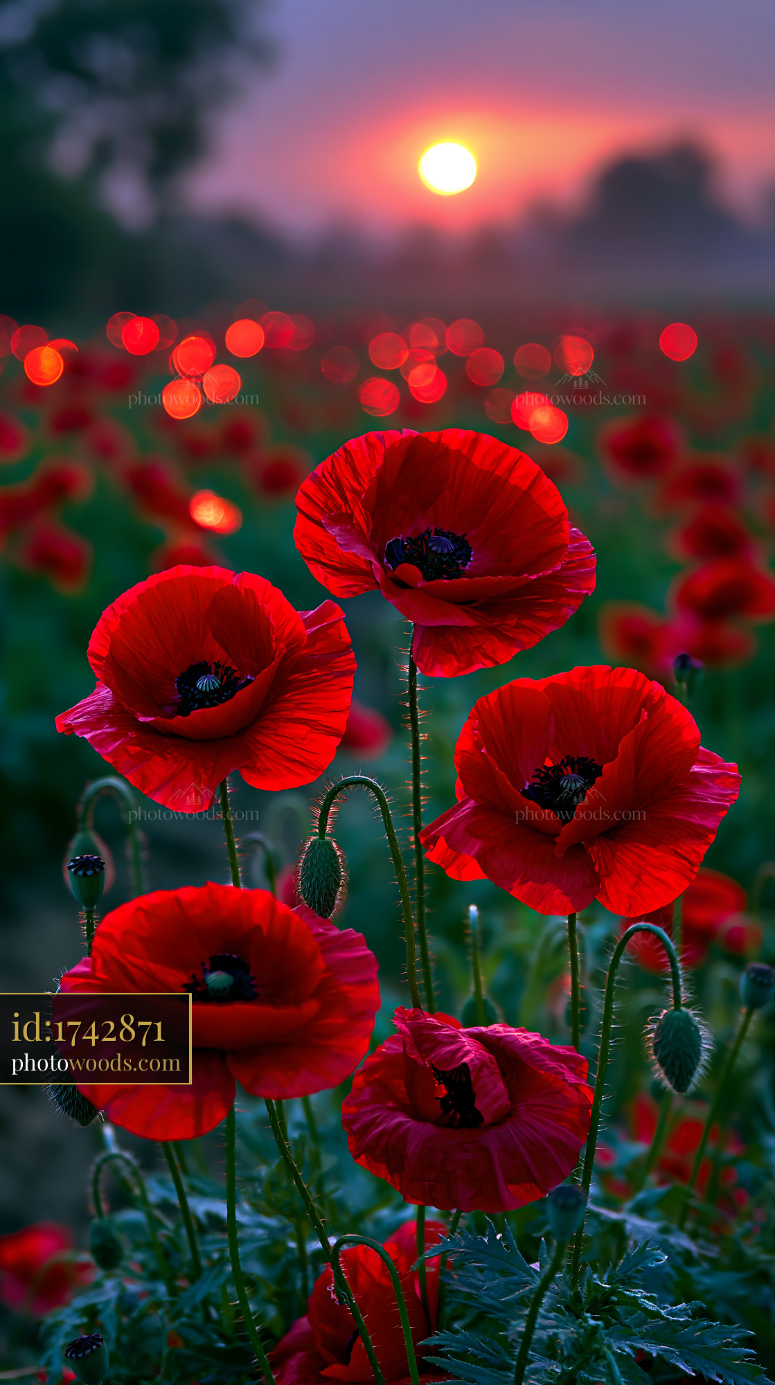 Red Poppies Bloom Under the Sunset Sky in the Evening Light
