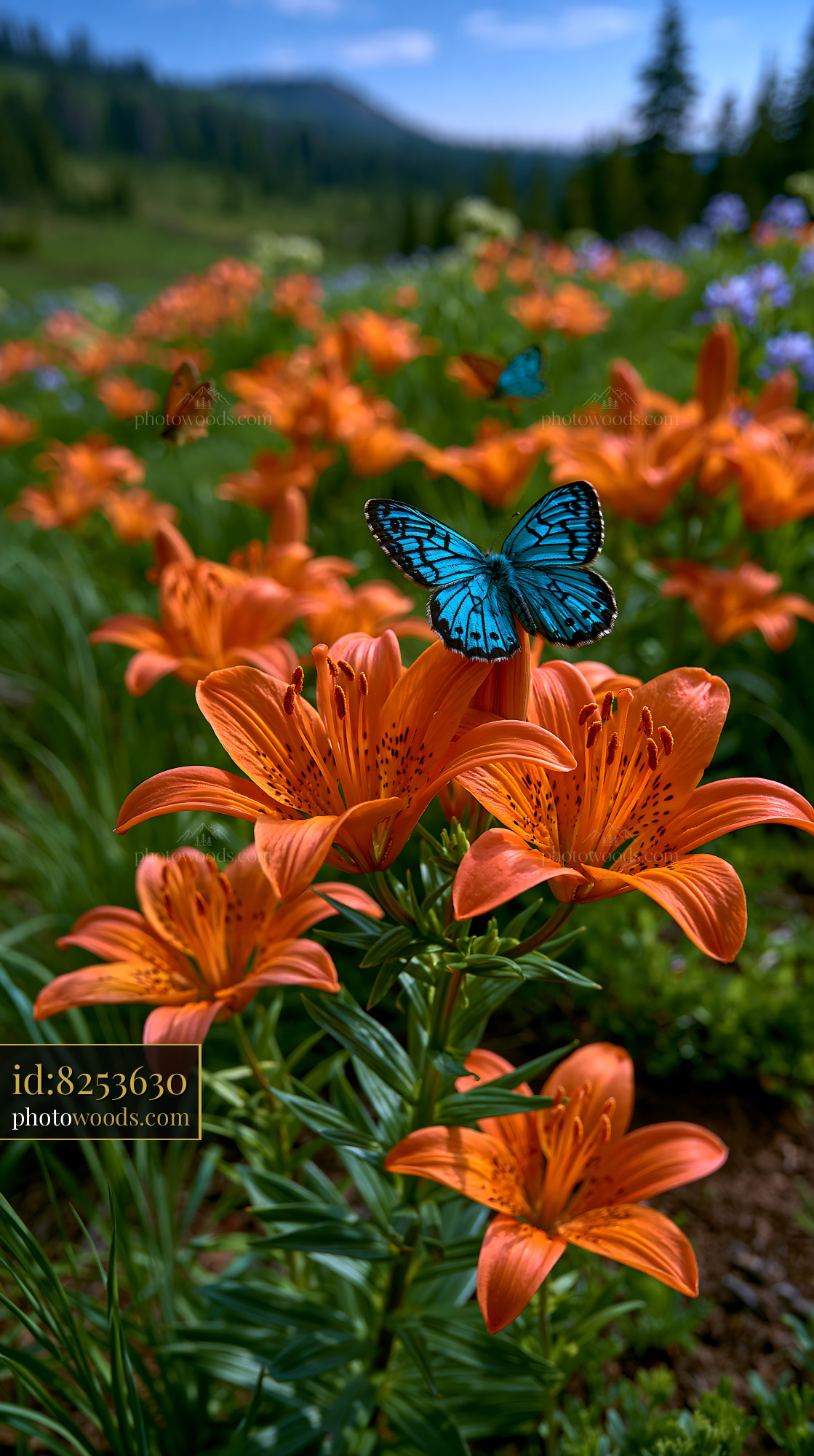 Orange Lilies With Butterflies in a Subalpine Meadow