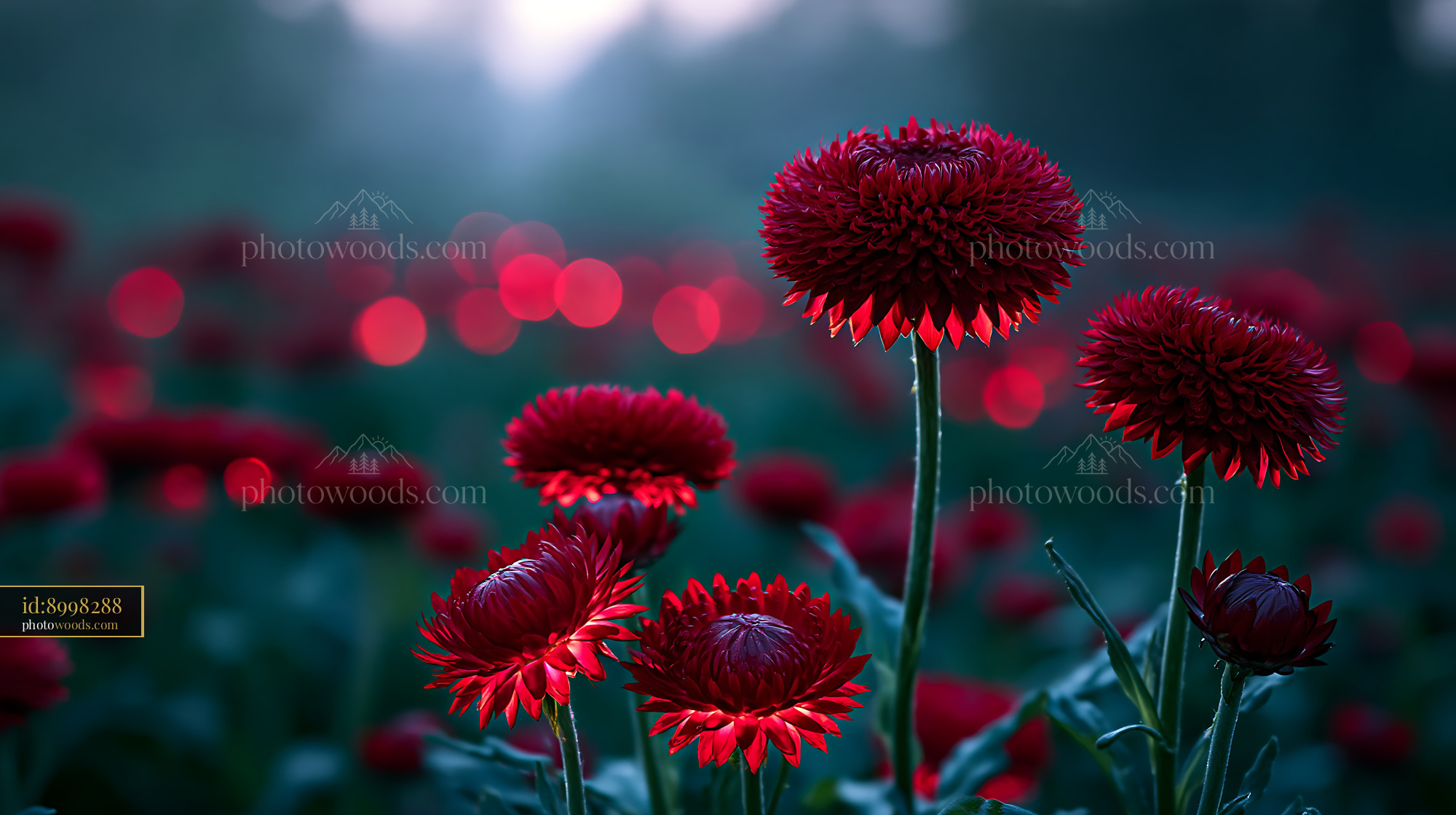 Red Flowers Bloom in Garden With Glowing Lights at Dusk
