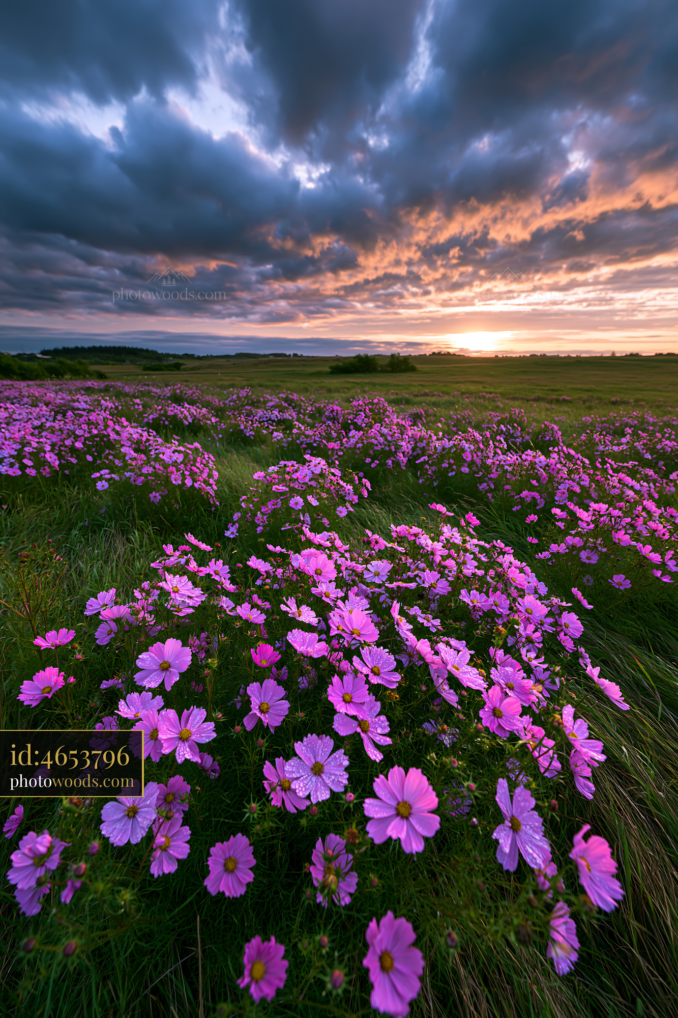 Meadow Sage Blooming Under Clouds at Sunset