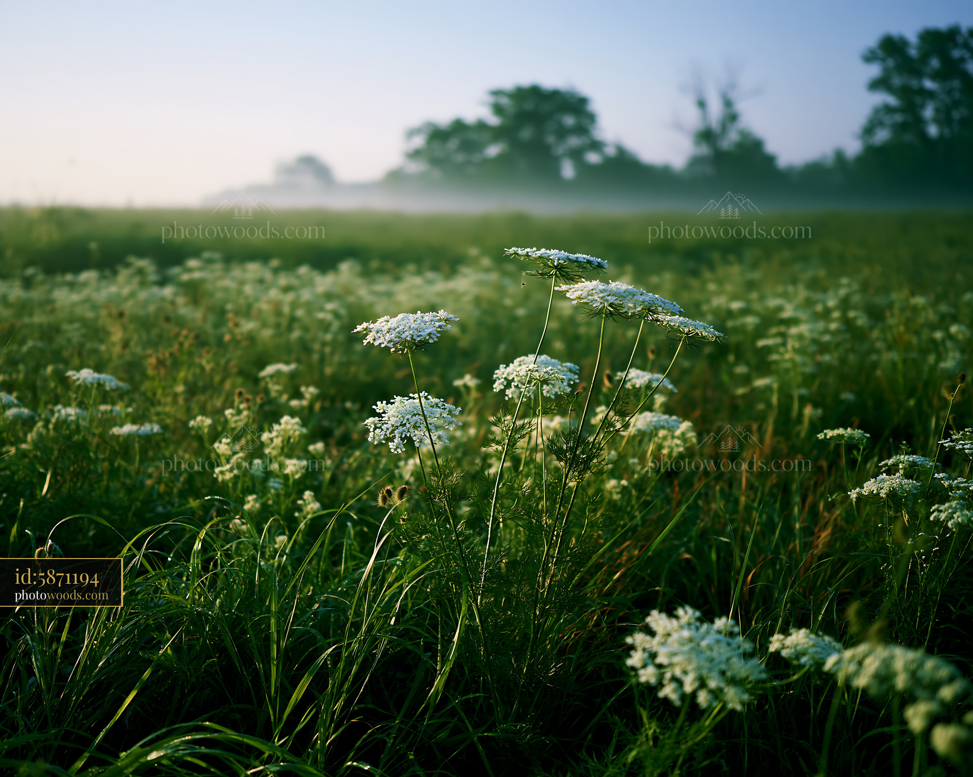 Wild Carrot Wildflower Blooming in Meadow at Dawn