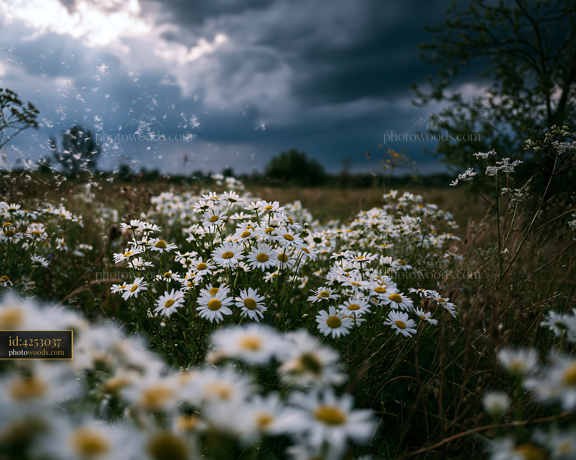 Daisy Field Blooming Under Cloudy Sky in Spring