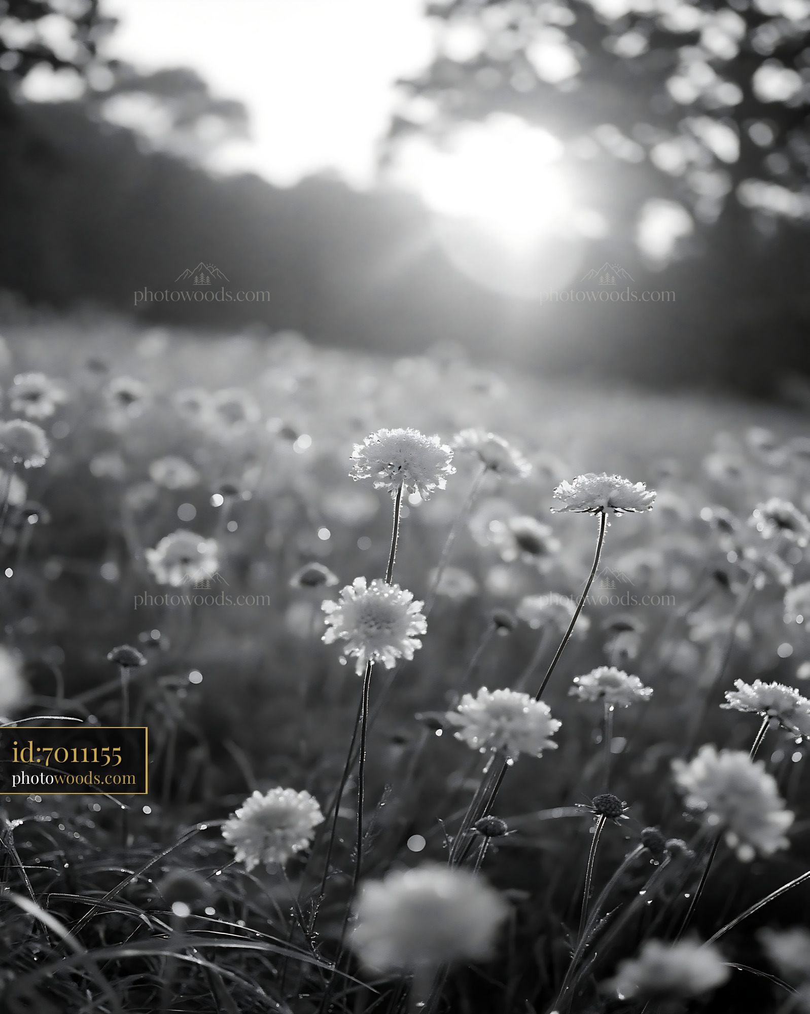 Scabious Flowers in Meadow During Golden Hour With Morning Dew
