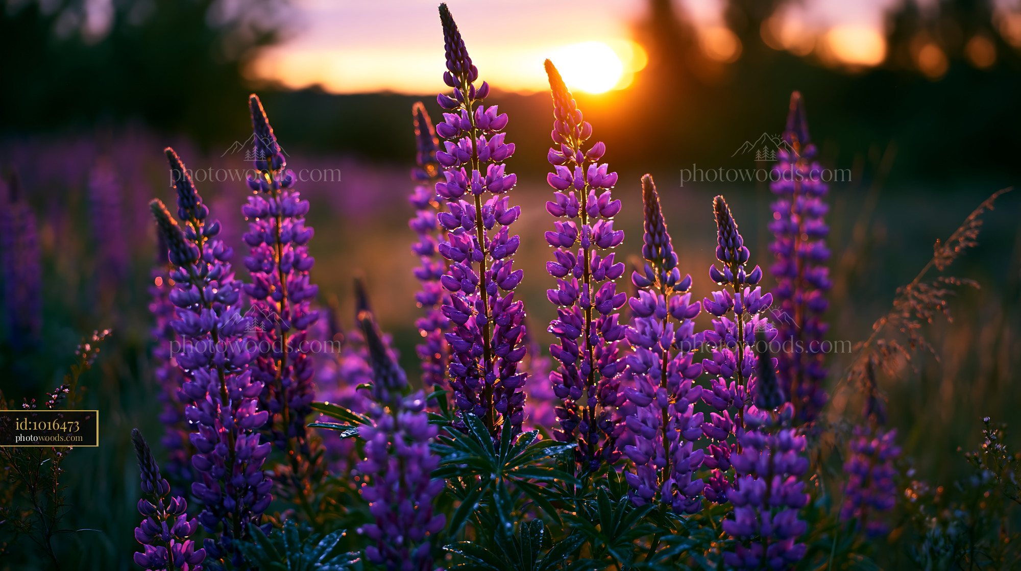 Lupine Flowers at Sunset in a Meadow Setting