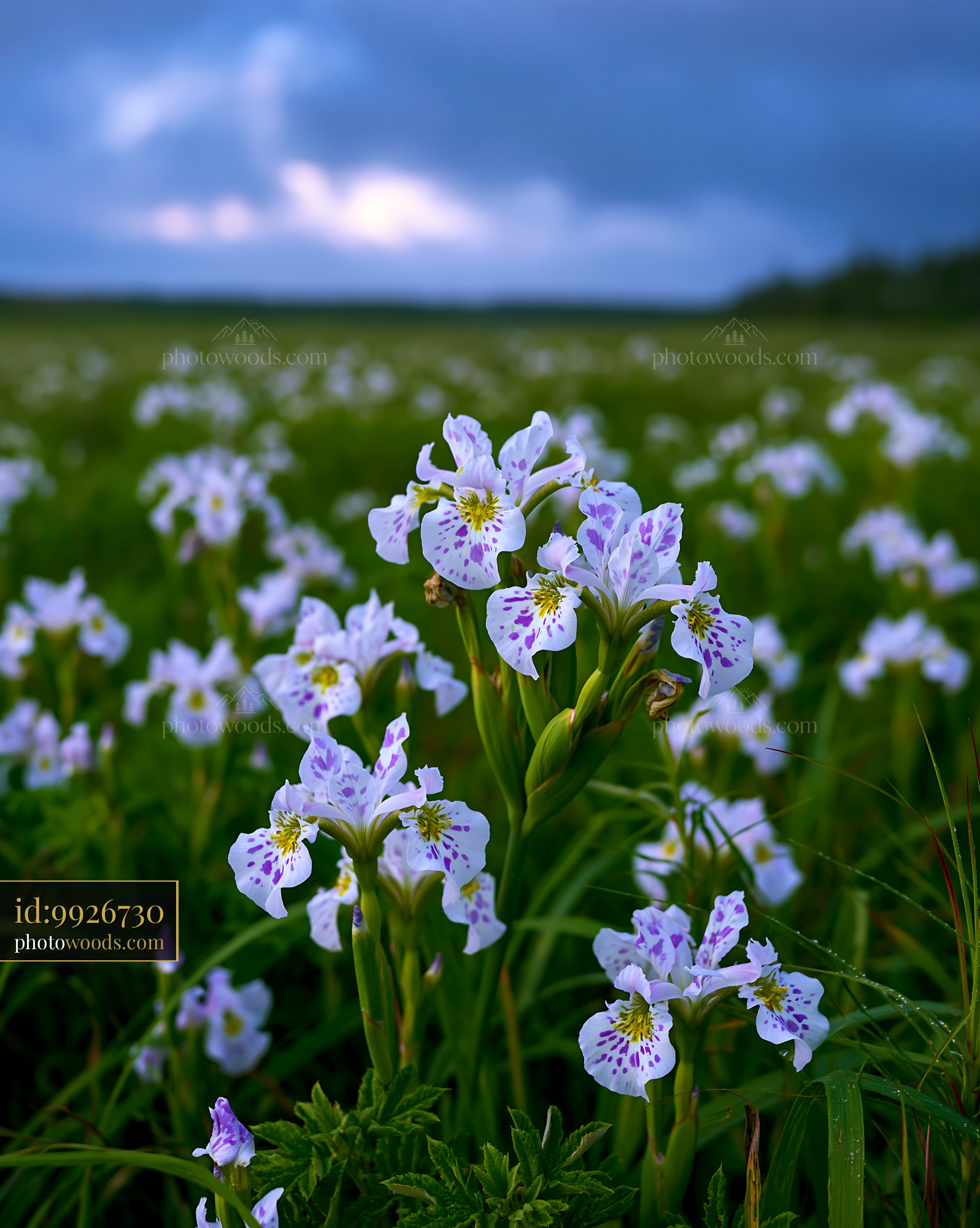 Checkered Iris Flowers in a Meadow Under a Cloudy Sky