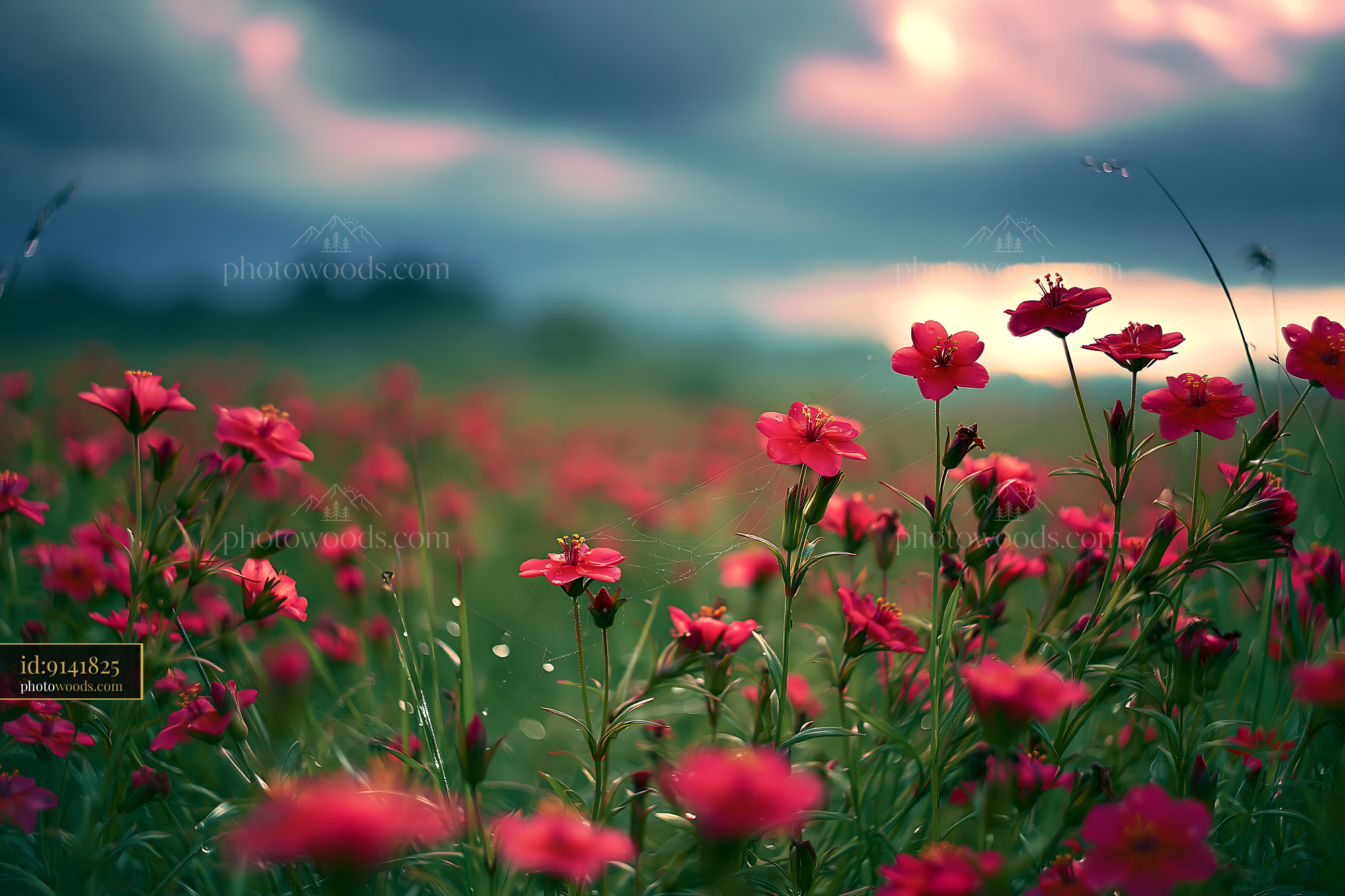 Pimpernel Flowers in a Field During Twilight