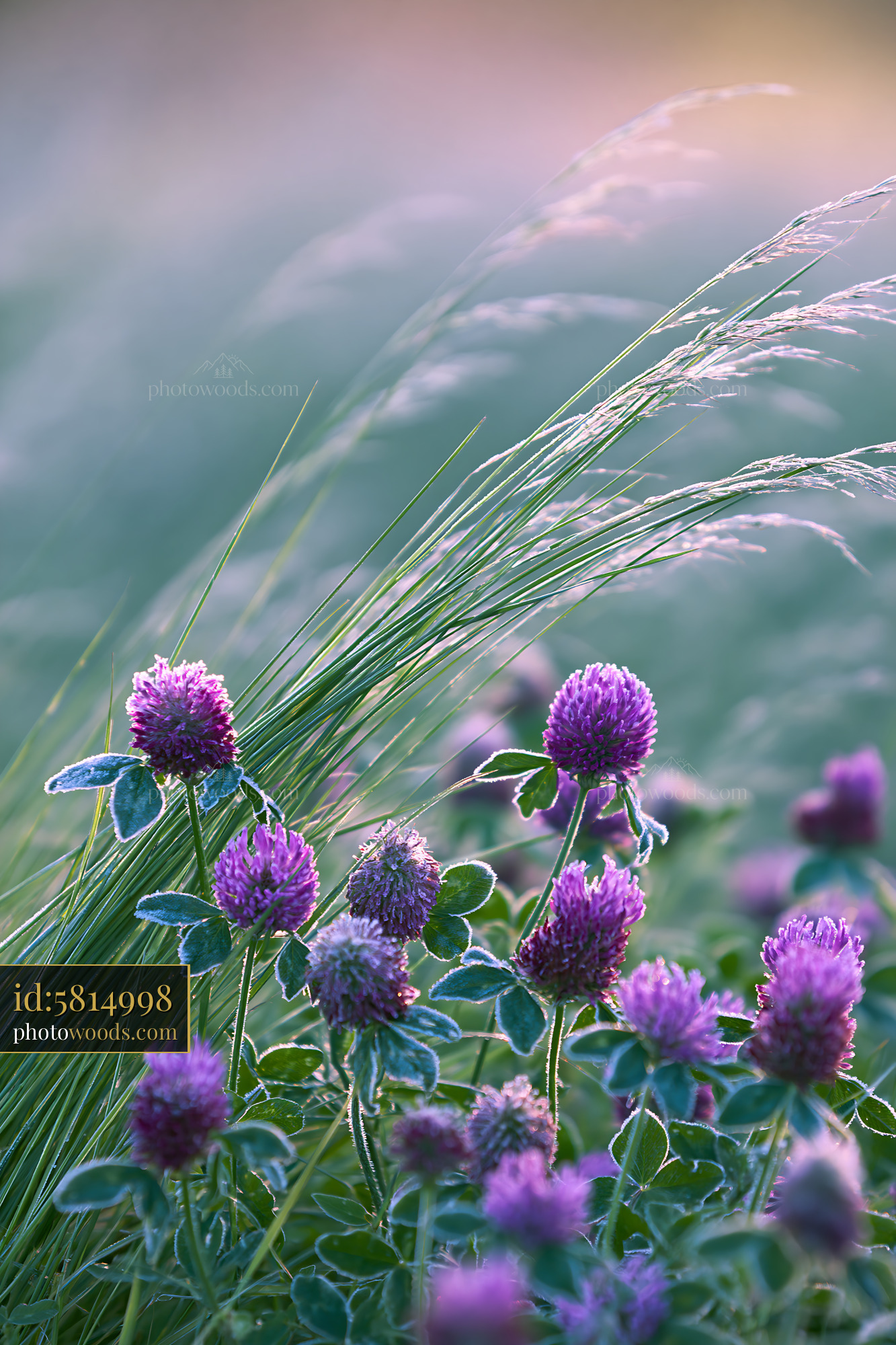Crimson Clover Blooming in a Meadow During Golden Hour