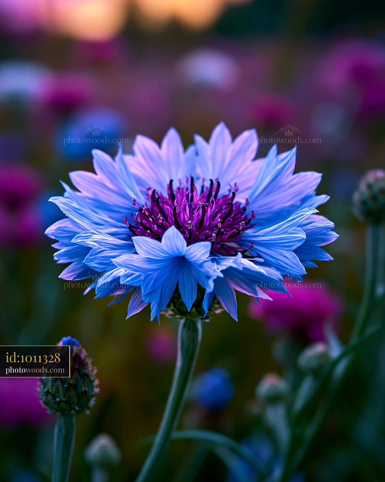 Flower Blooms in Open Field During Sunset With Soft Colors