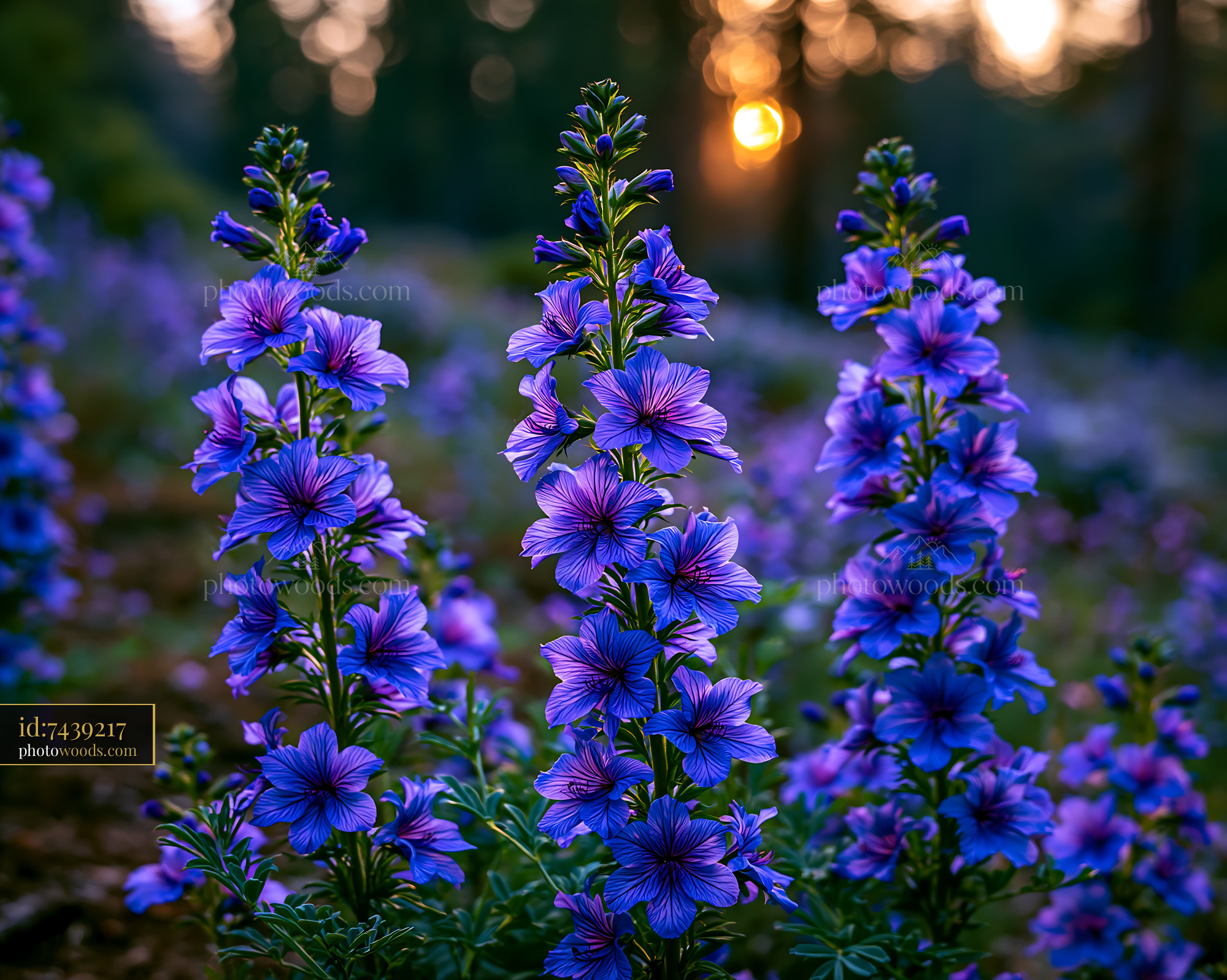 Purple Flowers Grow in a Field During Sunset in the Forest
