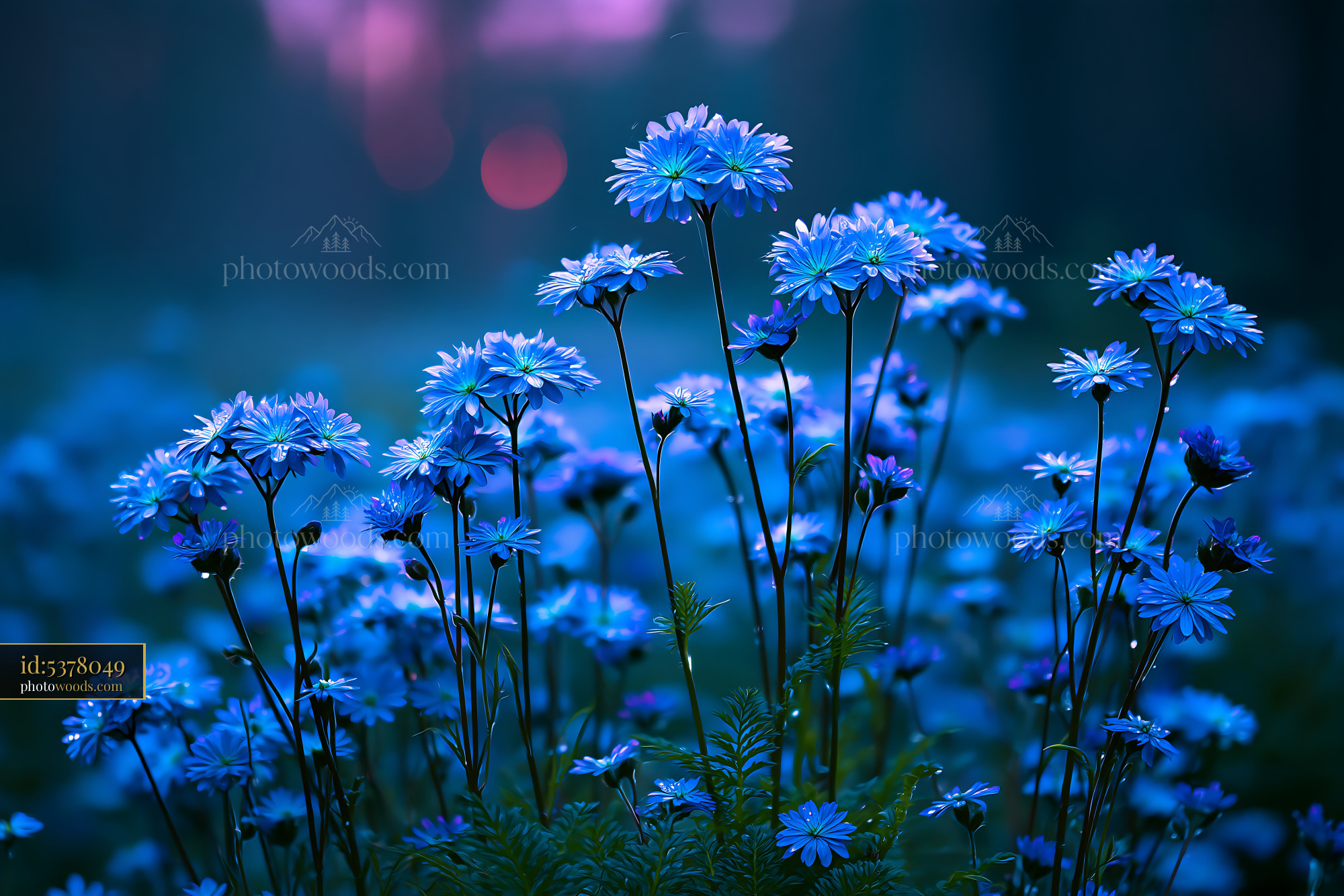 Blue Flowers Bloom in Twilight Under Dim Light