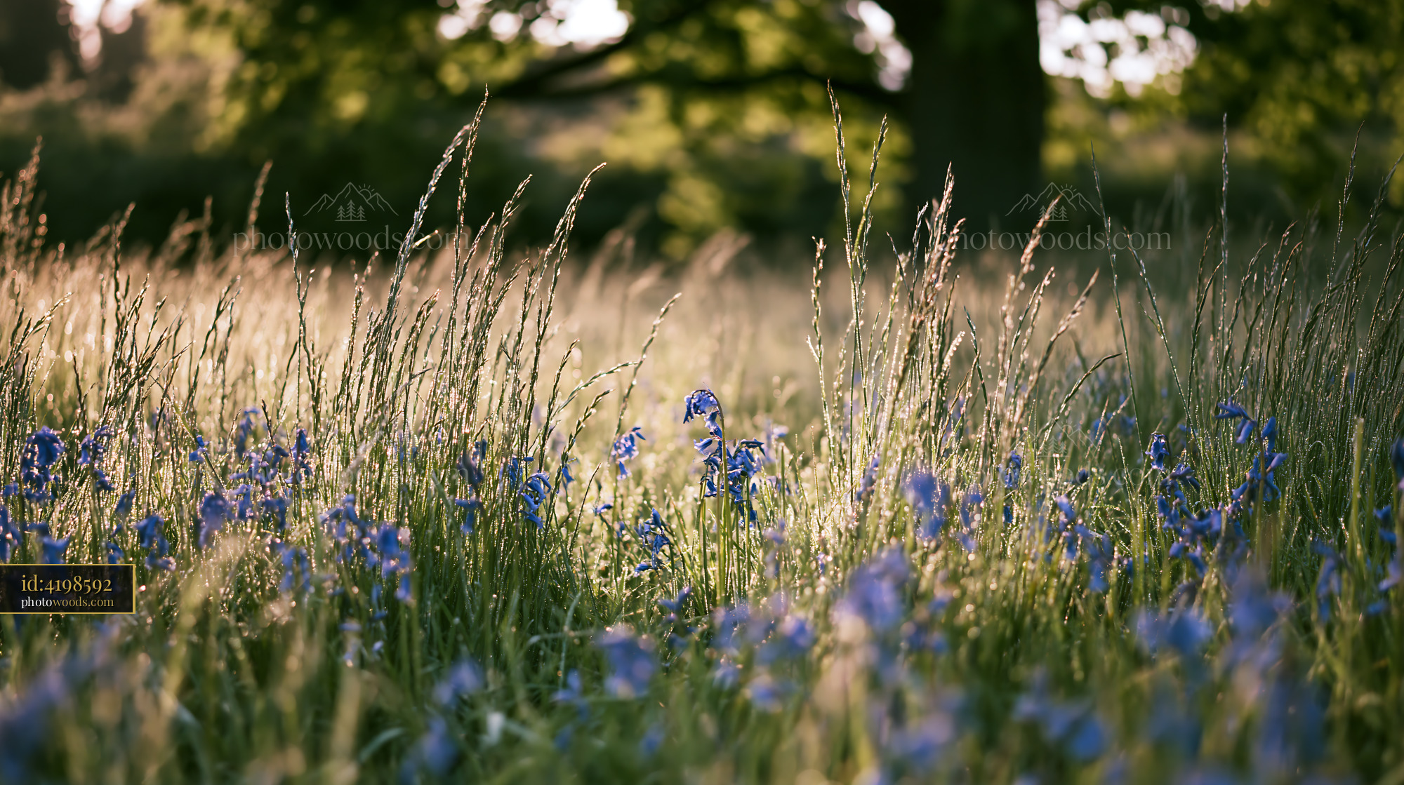 Bluebell Wildflowers Blooming in Meadow With Soft Light