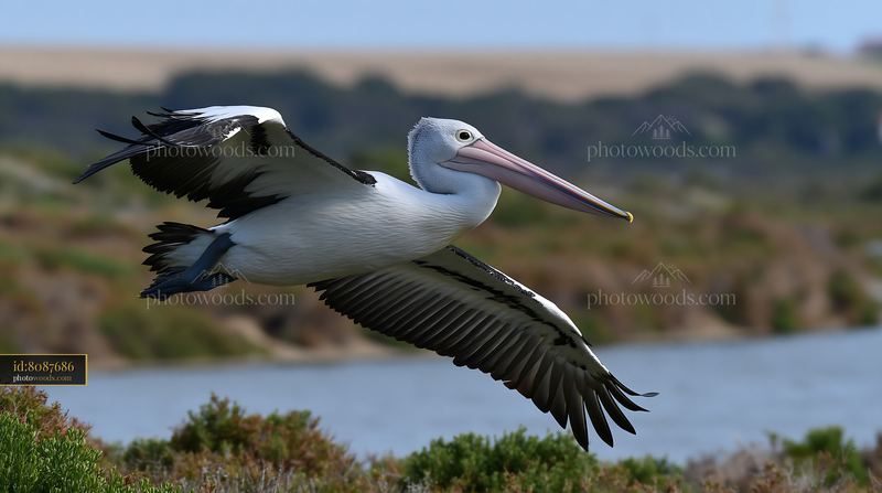 Australian pelican flying over a coastal lagoon