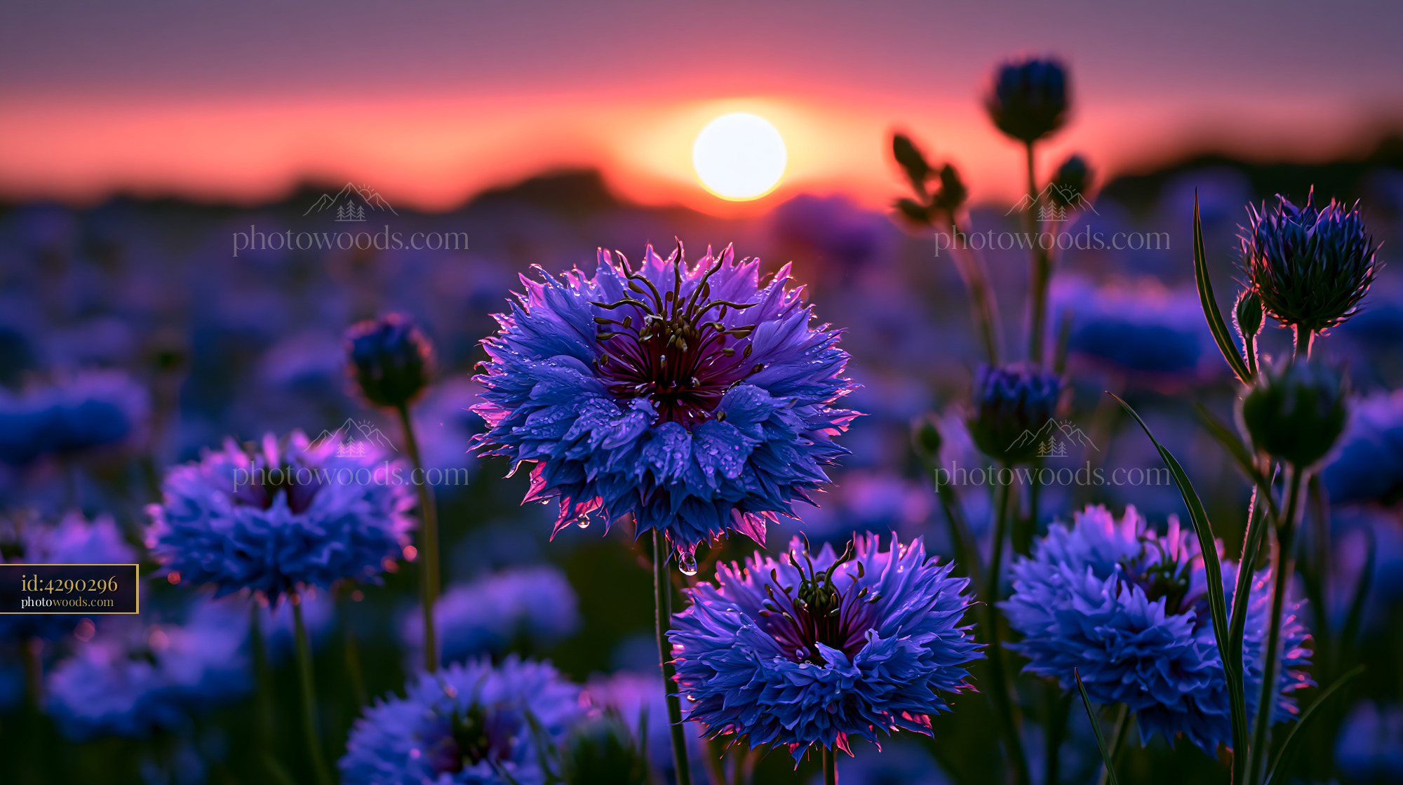 Flowers Bloom in a Field During Sunset With Bright Colors