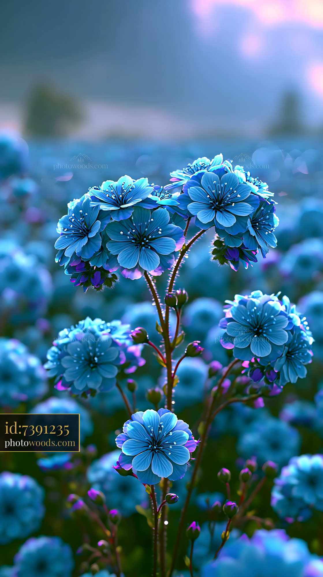 Blue Flowers Bloom in a Vibrant Field During Sunset Light