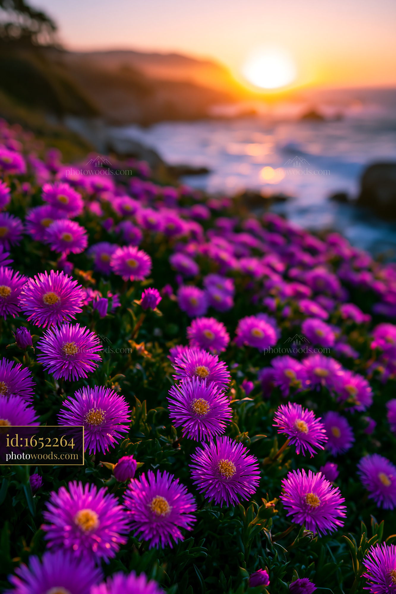 Purple Flowers Bloom Along the Beach at Sunset Near the Ocean