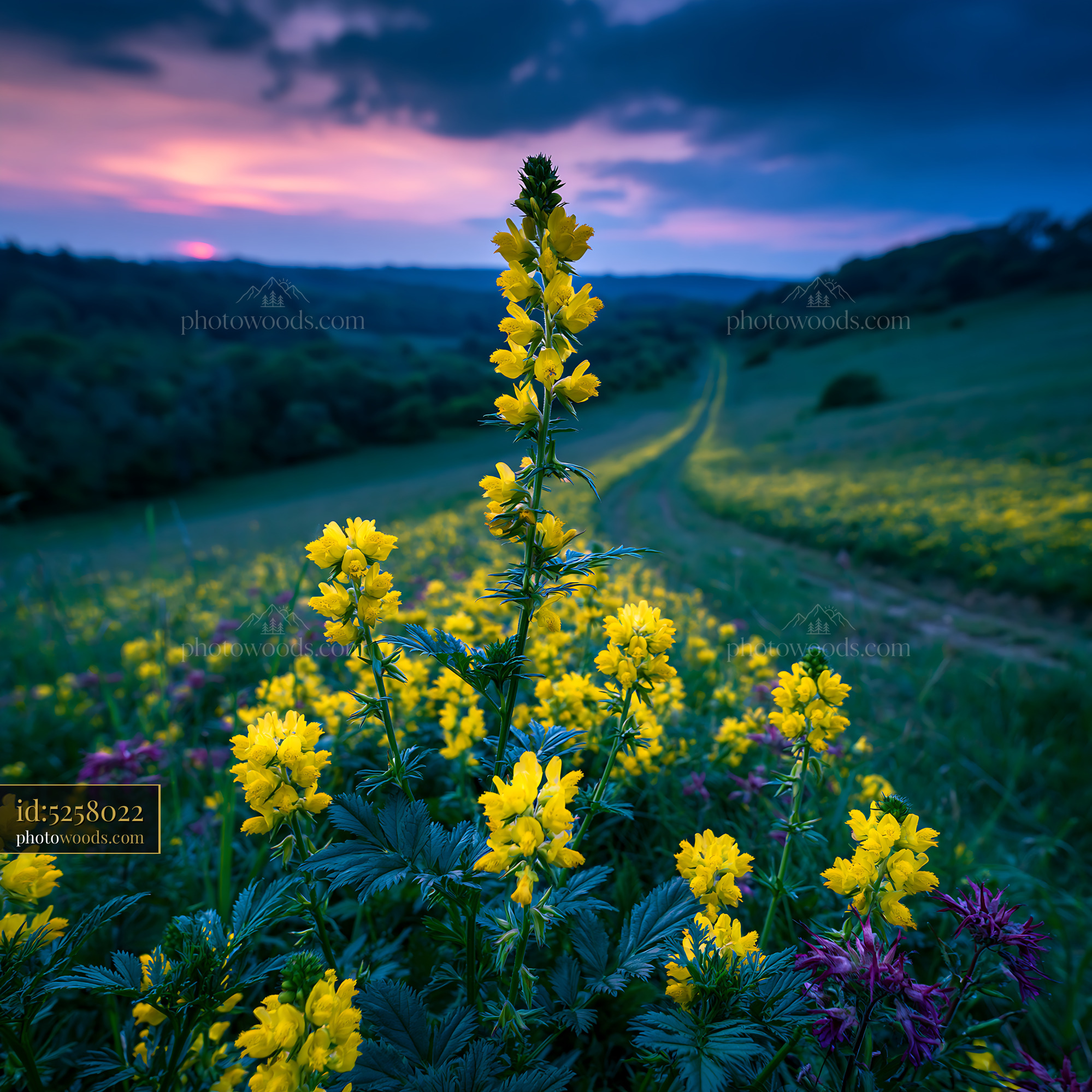 Yellow Rattle Blooming in a Meadow at Sunset
