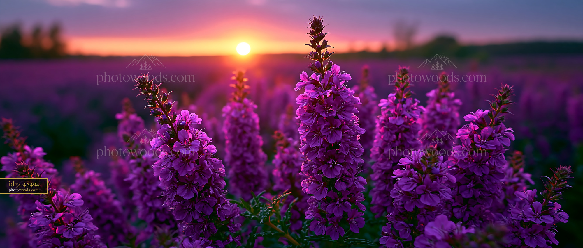 Purple Flowers Bloom at Sunset in Open Field With Soft Light