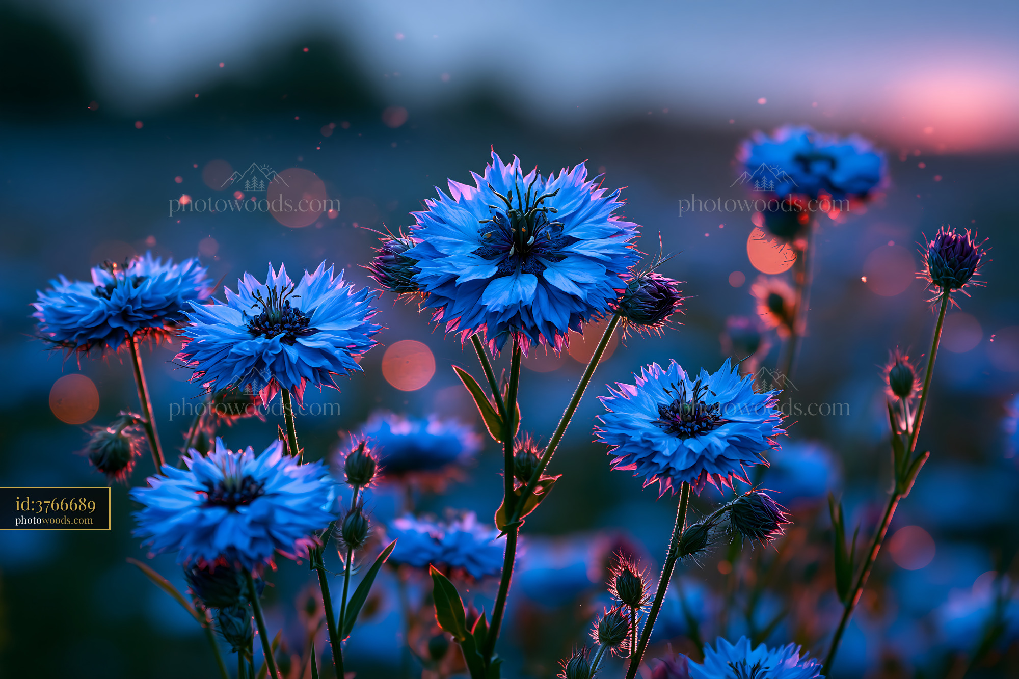 Blue Flowers Bloom in a Field During Sunset Light